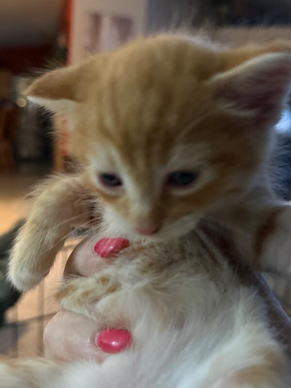 Enlarge Karate, a Adoptable Domestic Medium Hair in Kennewick, WA image 3/5