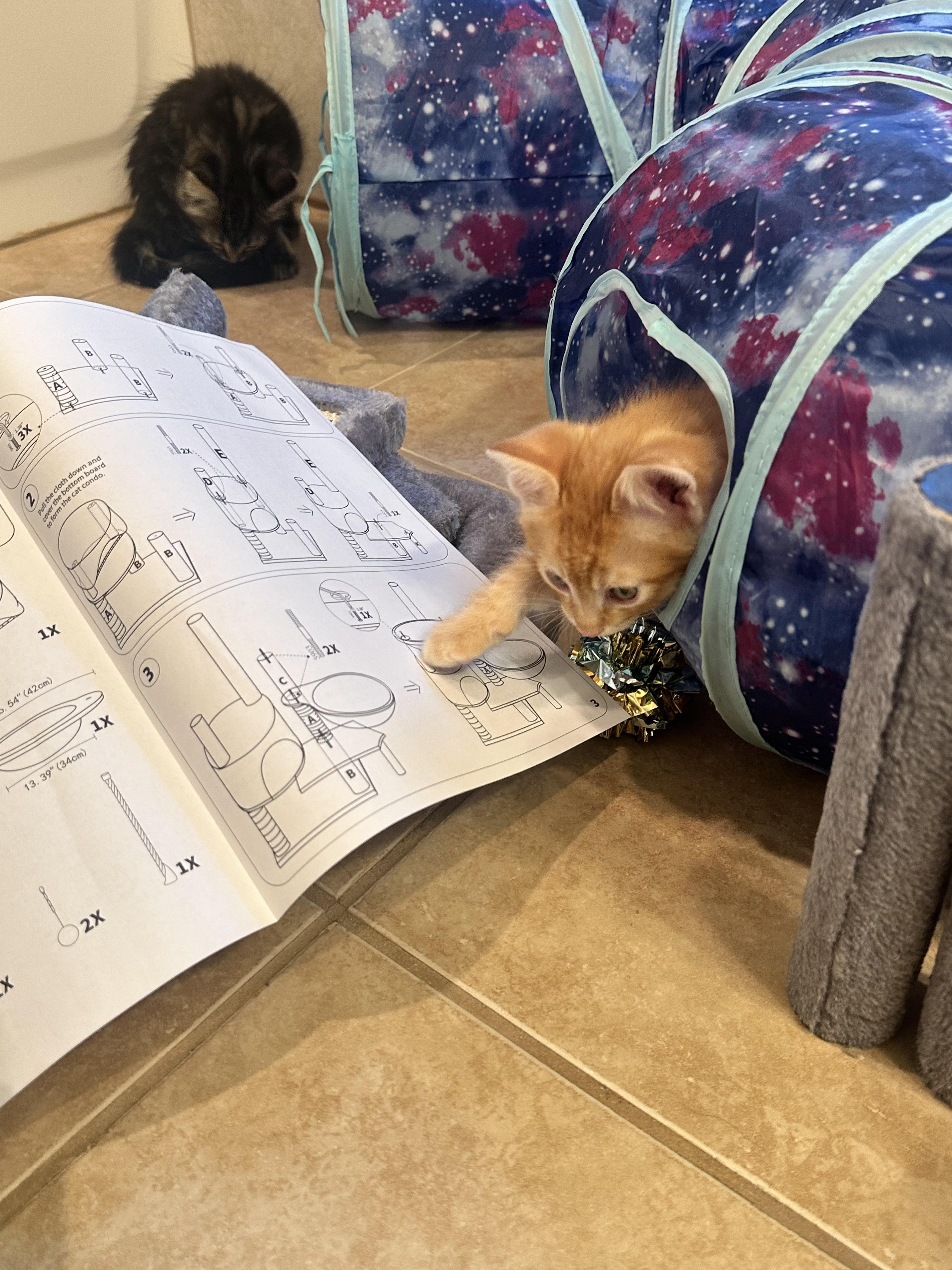 Enlarge Karate, a Adoptable Domestic Medium Hair in Kennewick, WA image 4/5