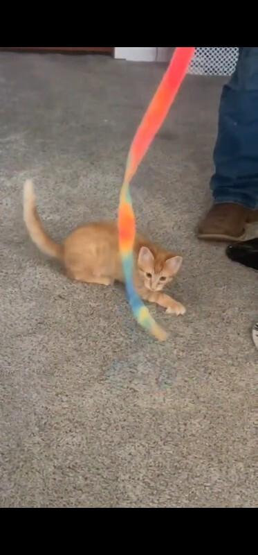 Enlarge Karate, a Adoptable Domestic Medium Hair in Kennewick, WA image 5/5