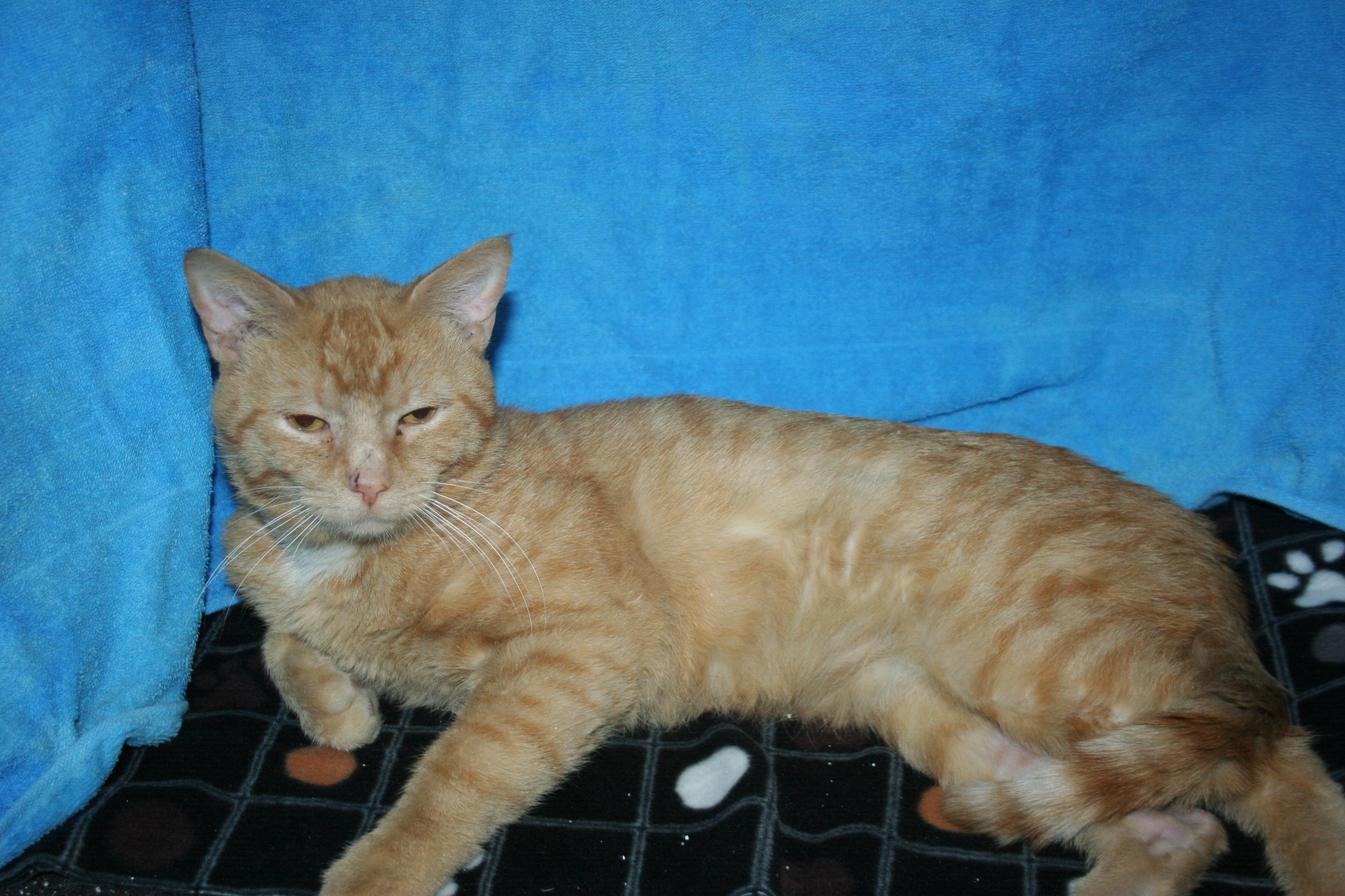 Enlarge Zack.+ ADOPTION PENDING , an adopted mixed breed in Howell, MI image 1/4