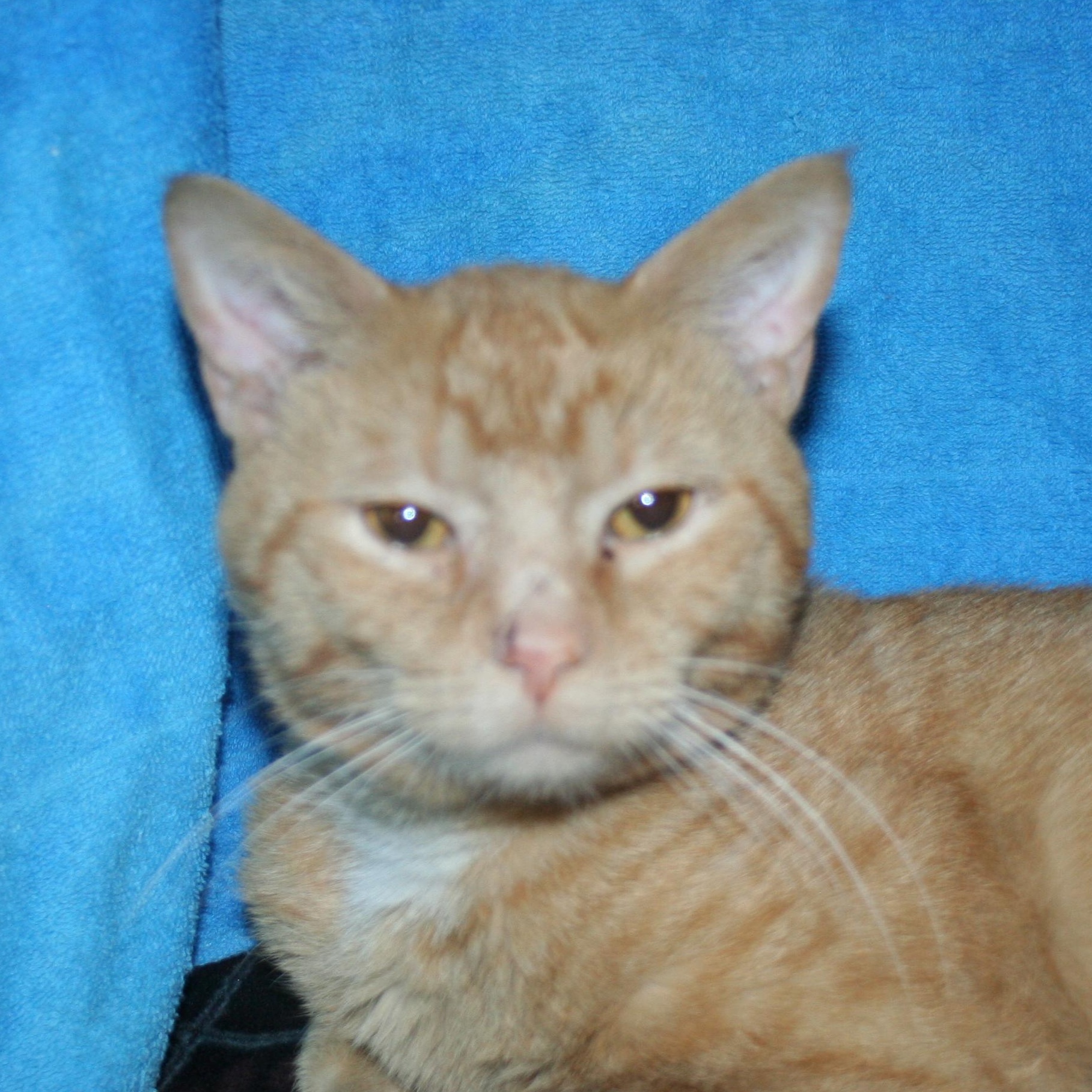 Enlarge Zack.+ ADOPTION PENDING , an adopted mixed breed in Howell, MI image 4/4