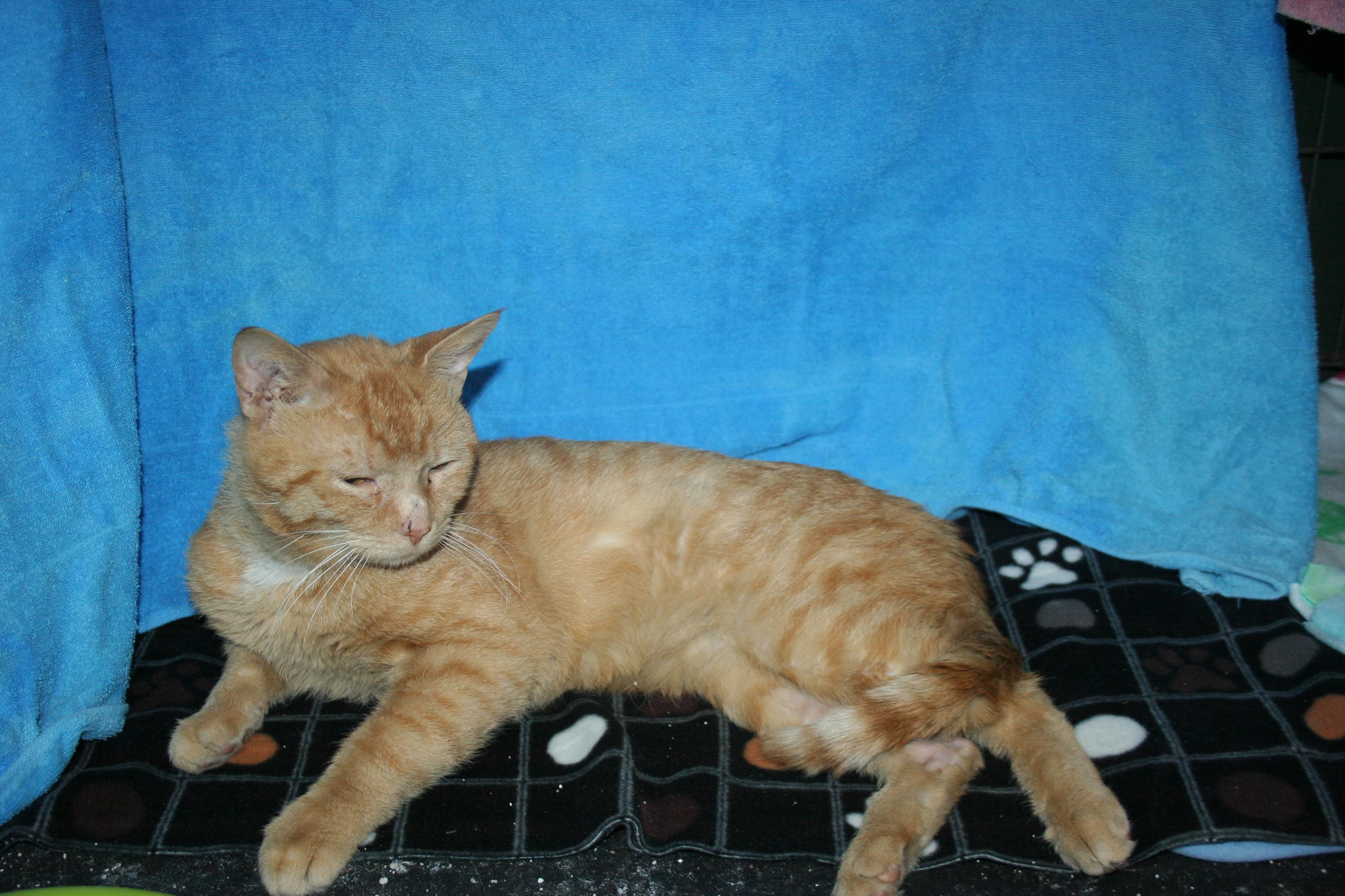 Enlarge Zack.+ ADOPTION PENDING , an adopted mixed breed in Howell, MI image 3/4