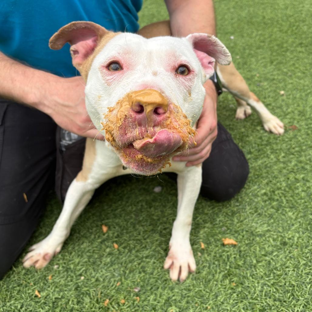 Enlarge Thumper, a Adoptable mixed breed in Batavia, OH image 2/6