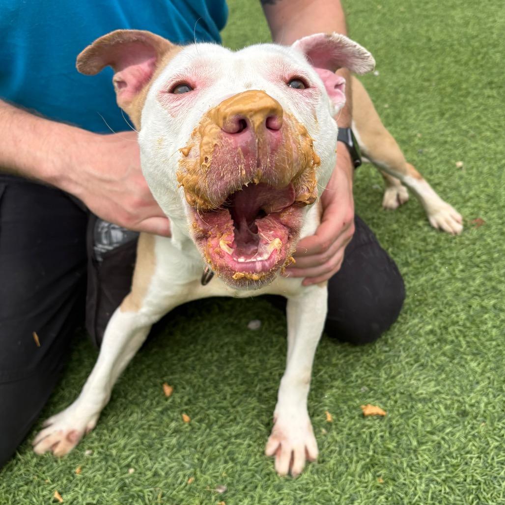 Enlarge Thumper, a Adoptable mixed breed in Batavia, OH image 3/6