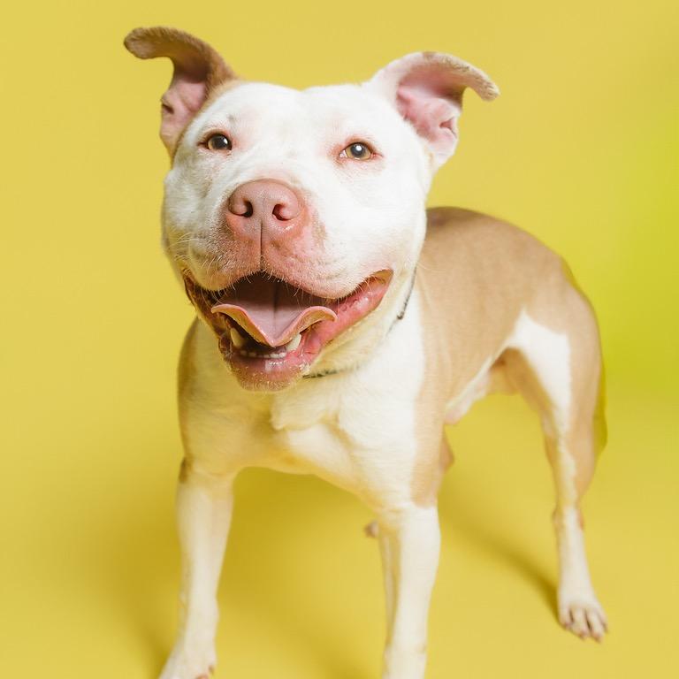 Enlarge Thumper, a Adoptable mixed breed in Batavia, OH image 4/6