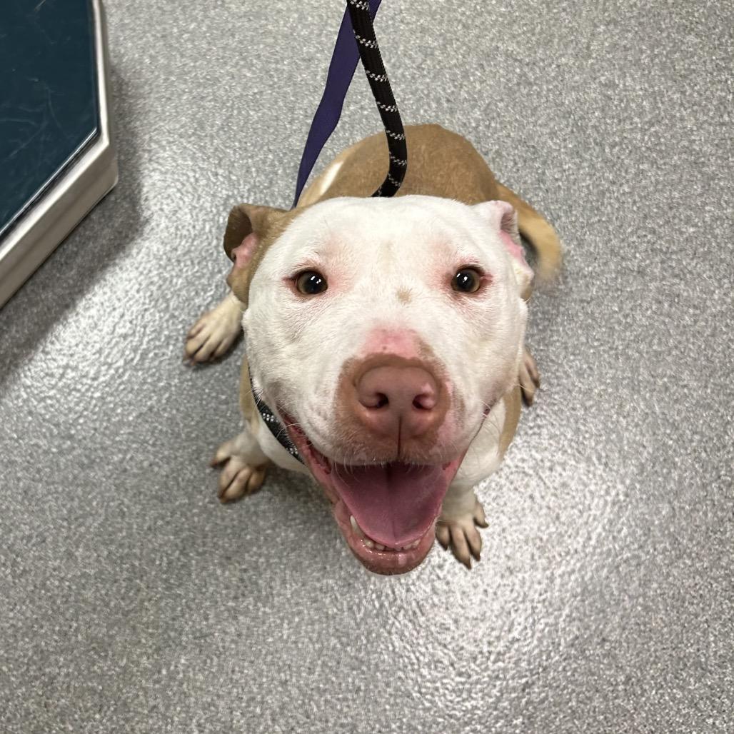 Enlarge Thumper, a Adoptable mixed breed in Batavia, OH image 5/6