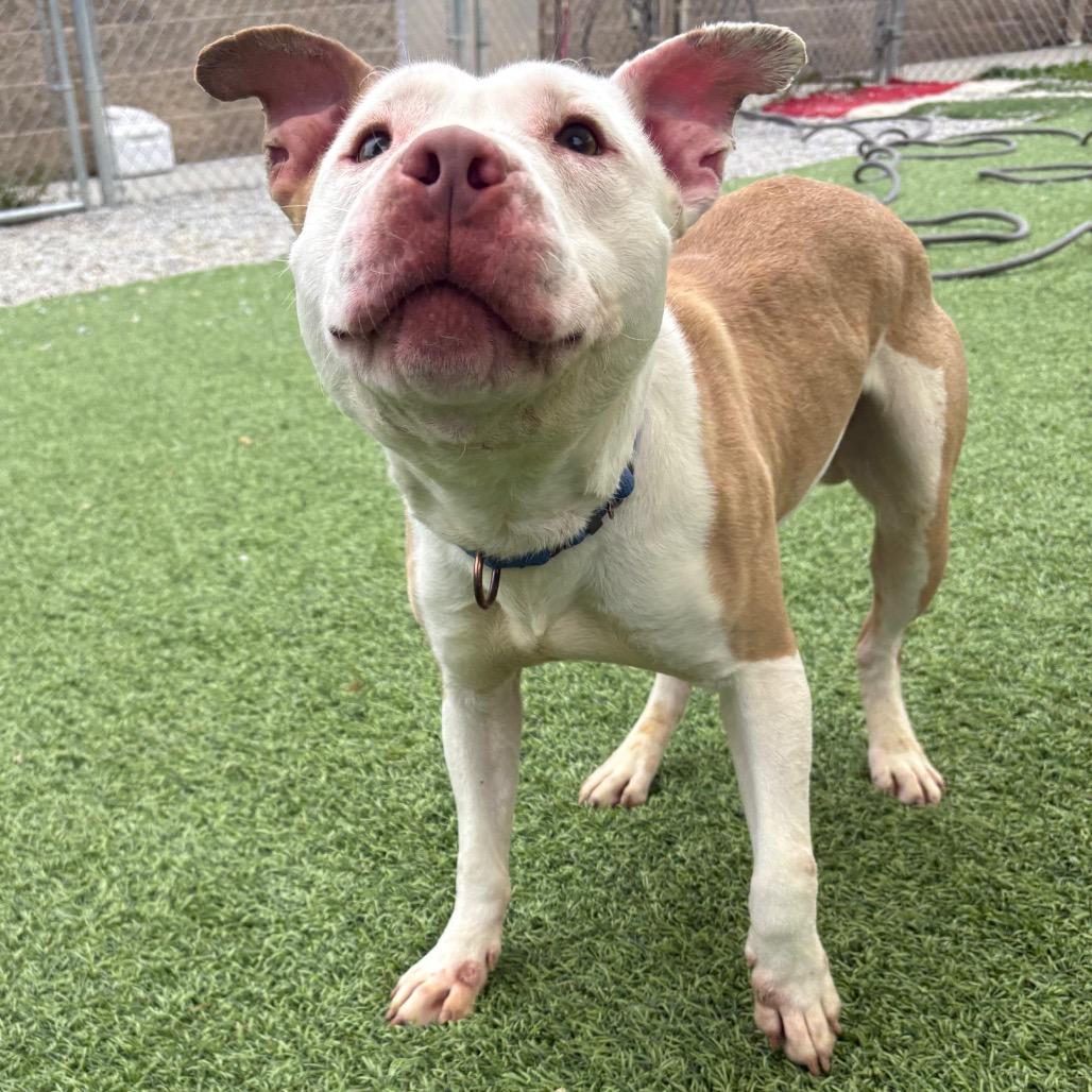 Enlarge Thumper, a Adoptable mixed breed in Batavia, OH image 6/6