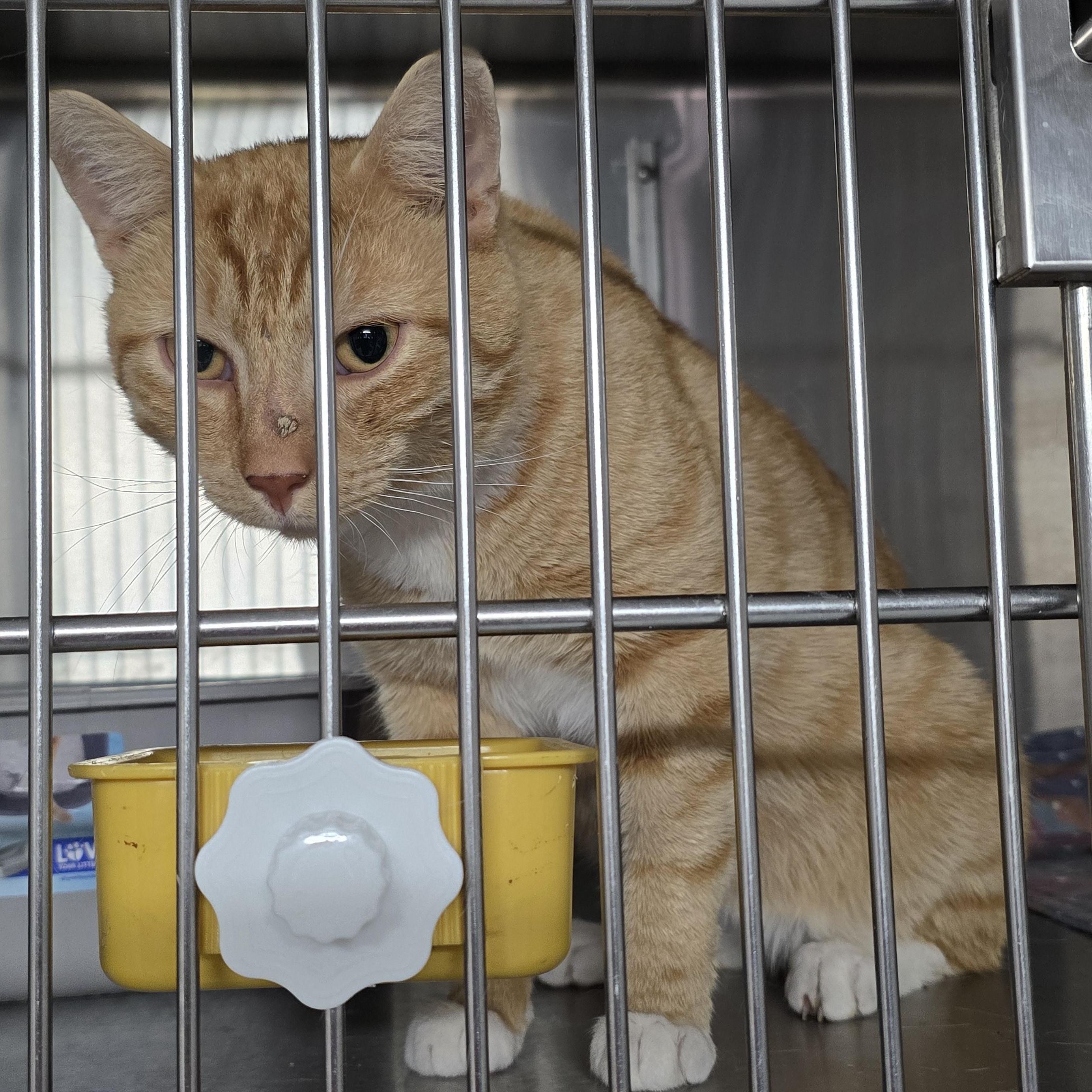 Tut, Adoptable, Adult Male Domestic Short Hair.