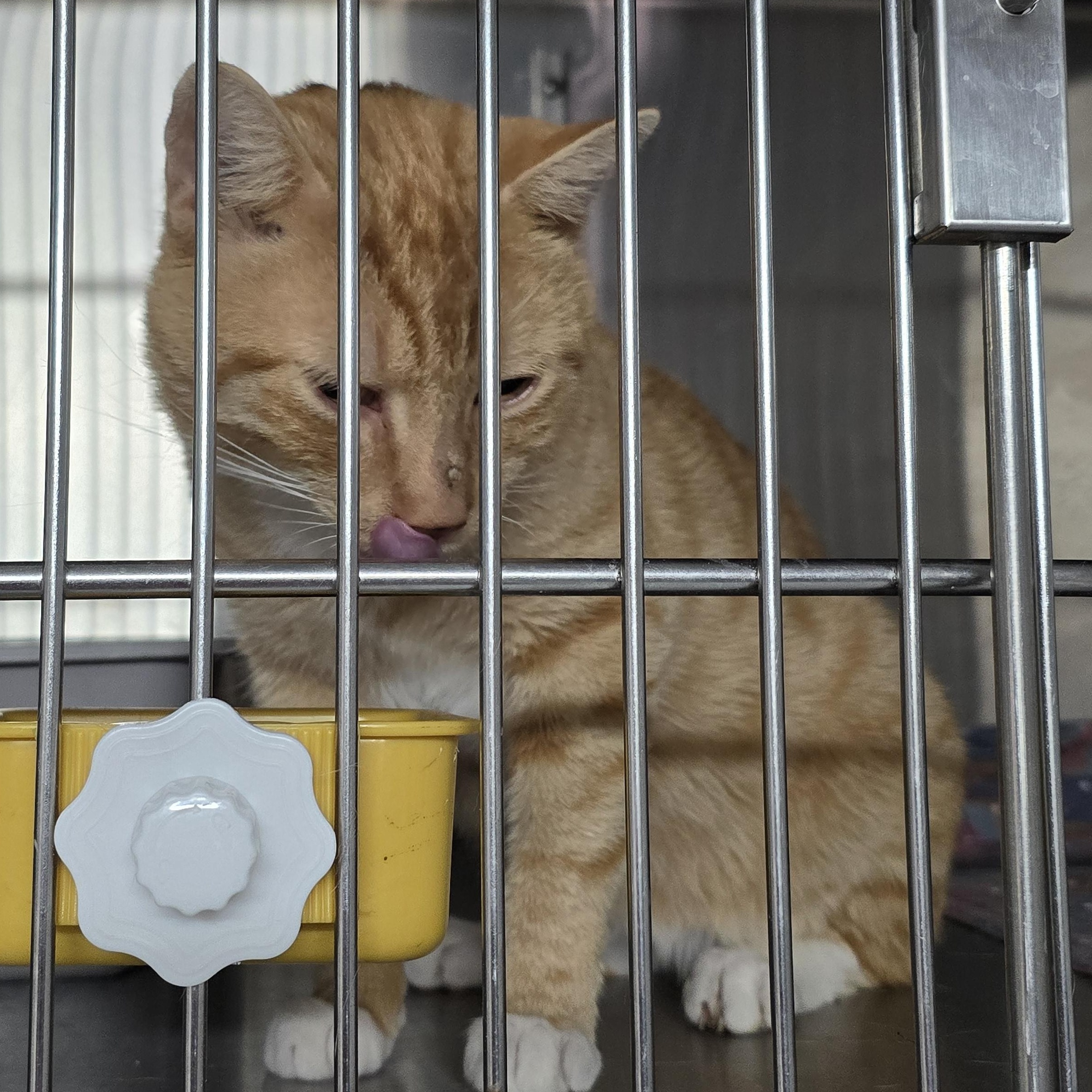 Enlarge Tut, a Adoptable Domestic Short Hair in Mountain City, TN image 2/2
