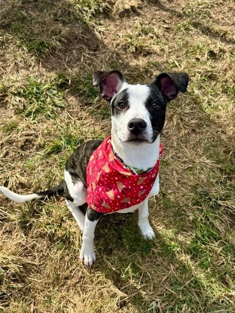 Enlarge Panda, a Adoptable mixed breed in Aurora, CO image 2/6