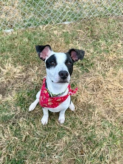 Enlarge Panda, a Adoptable mixed breed in Aurora, CO image 5/6