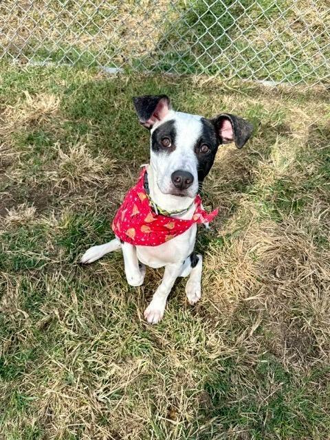 Enlarge Panda, a Adoptable mixed breed in Aurora, CO image 6/6