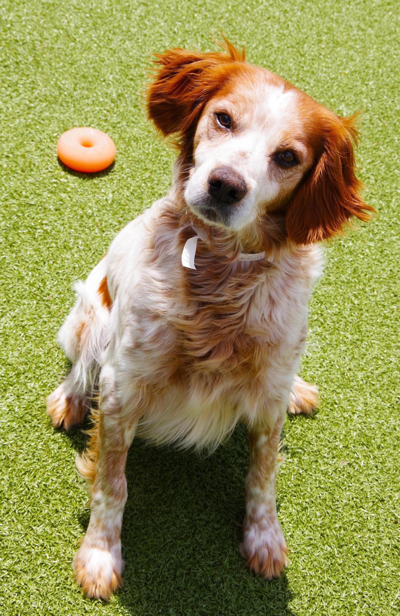 OK/Jack Flash (KS), Adoptable, Adult Male Brittany Spaniel.