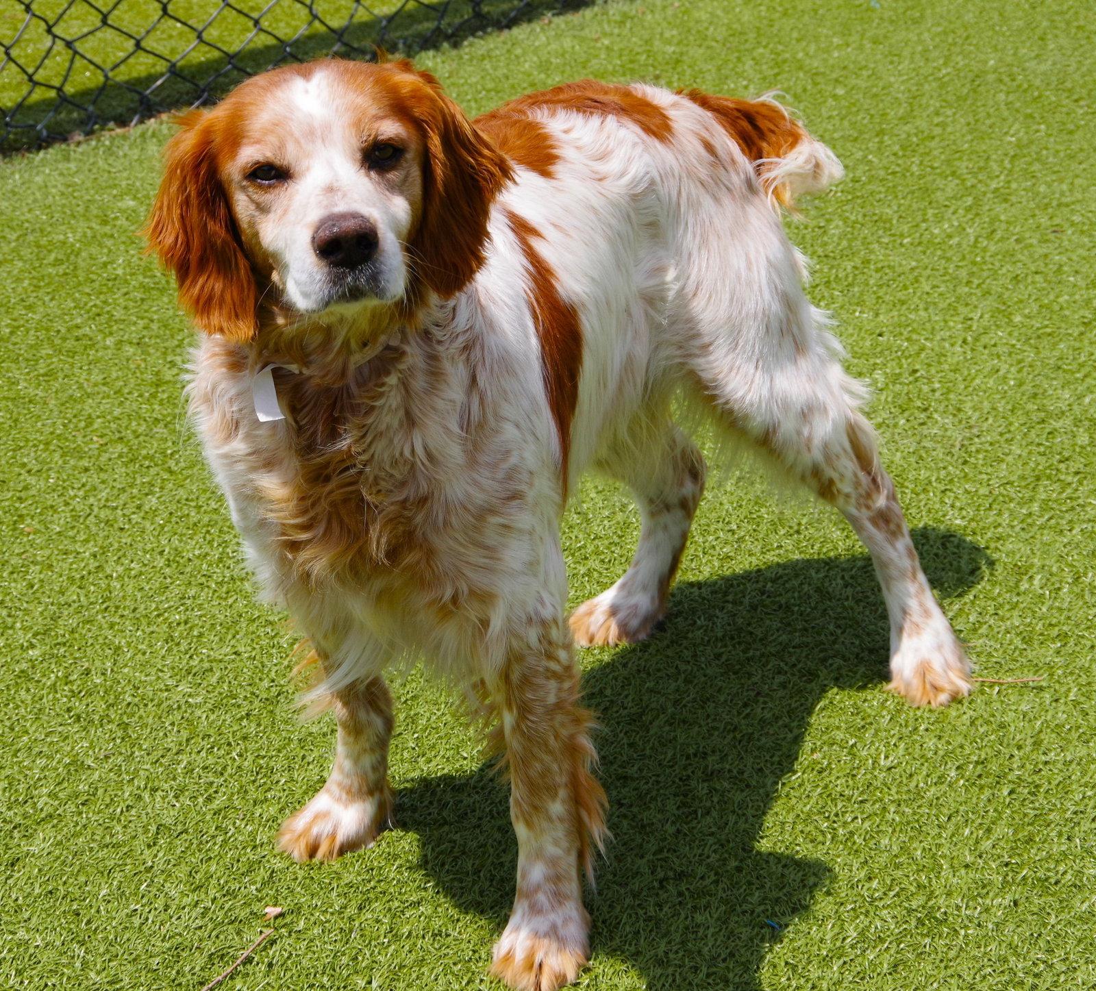 OK/Jack Flash (KS), a Adoptable Brittany Spaniel in Fairfax, OK image 2/3