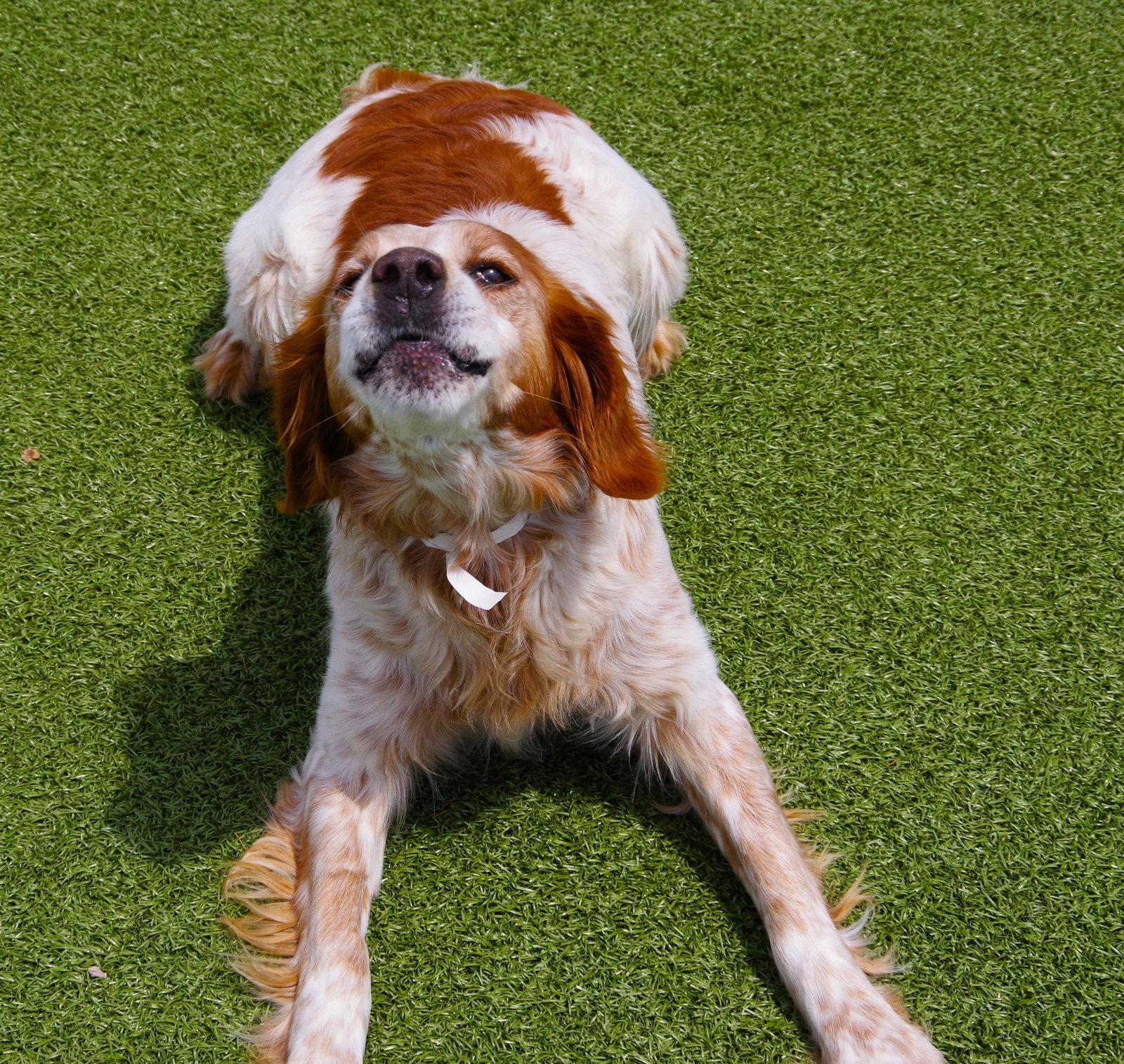 OK/Jack Flash (KS), a Adoptable Brittany Spaniel in Fairfax, OK image 3/3