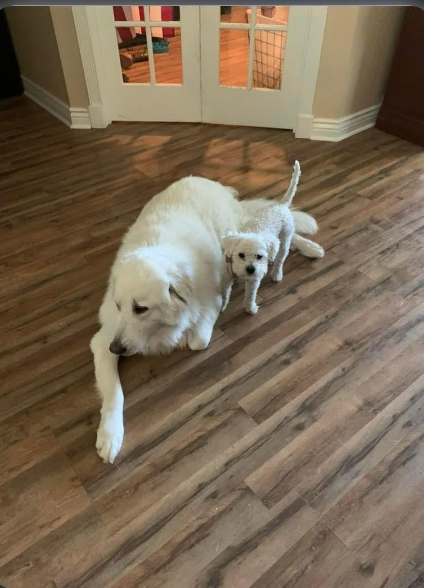 Nari, a Adoptable Great Pyrenees in Royse City, TX image 1/2