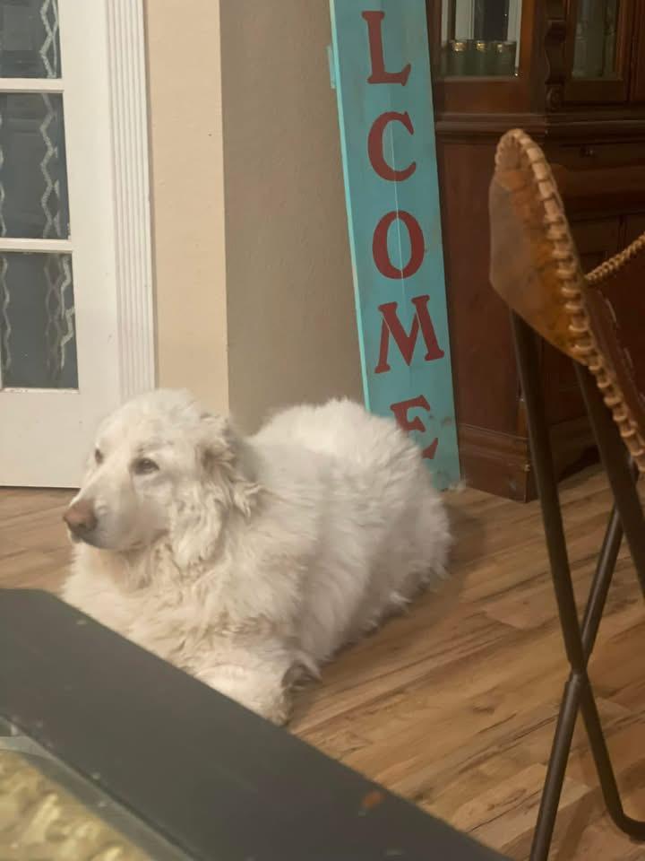 Nari, a Adoptable Great Pyrenees in Royse City, TX image 2/2