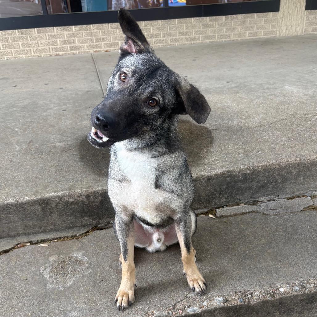 Boone P46073, Adoptable, Young Male Mixed Breed.