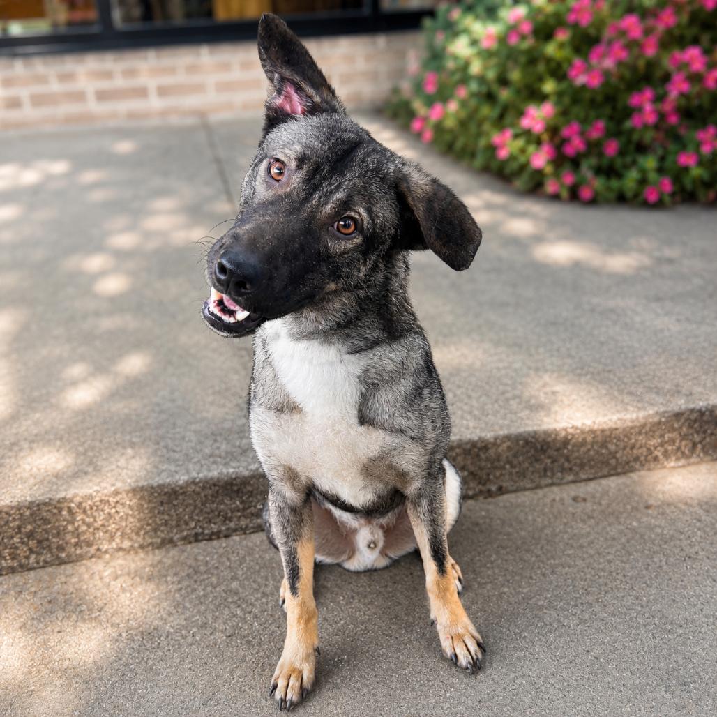 Enlarge Boone P46073, a Adoptable Mixed Breed in Corsicana, TX image 2/2