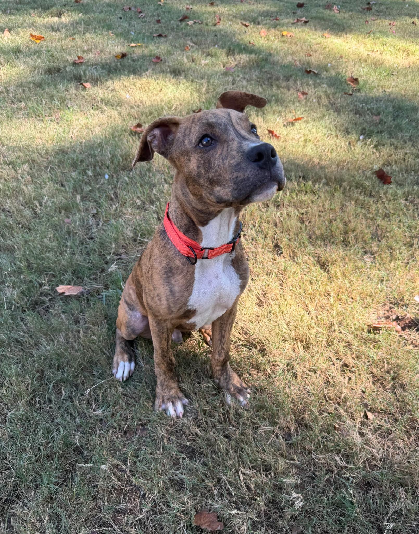 Enlarge Bramble, a Adoptable mixed breed in Charlotte, NC image 1/1