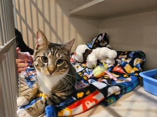 Liam, adopted, Young Male Domestic Short Hair.