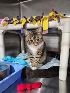 Enlarge Liam, an adopted Domestic Short Hair in Middletown, CT image 2/4