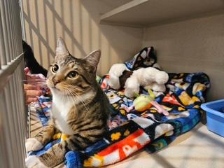 Enlarge Liam, an adopted Domestic Short Hair in Middletown, CT image 4/4