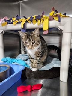 Enlarge Liam, an adopted Domestic Short Hair in Middletown, CT image 3/4