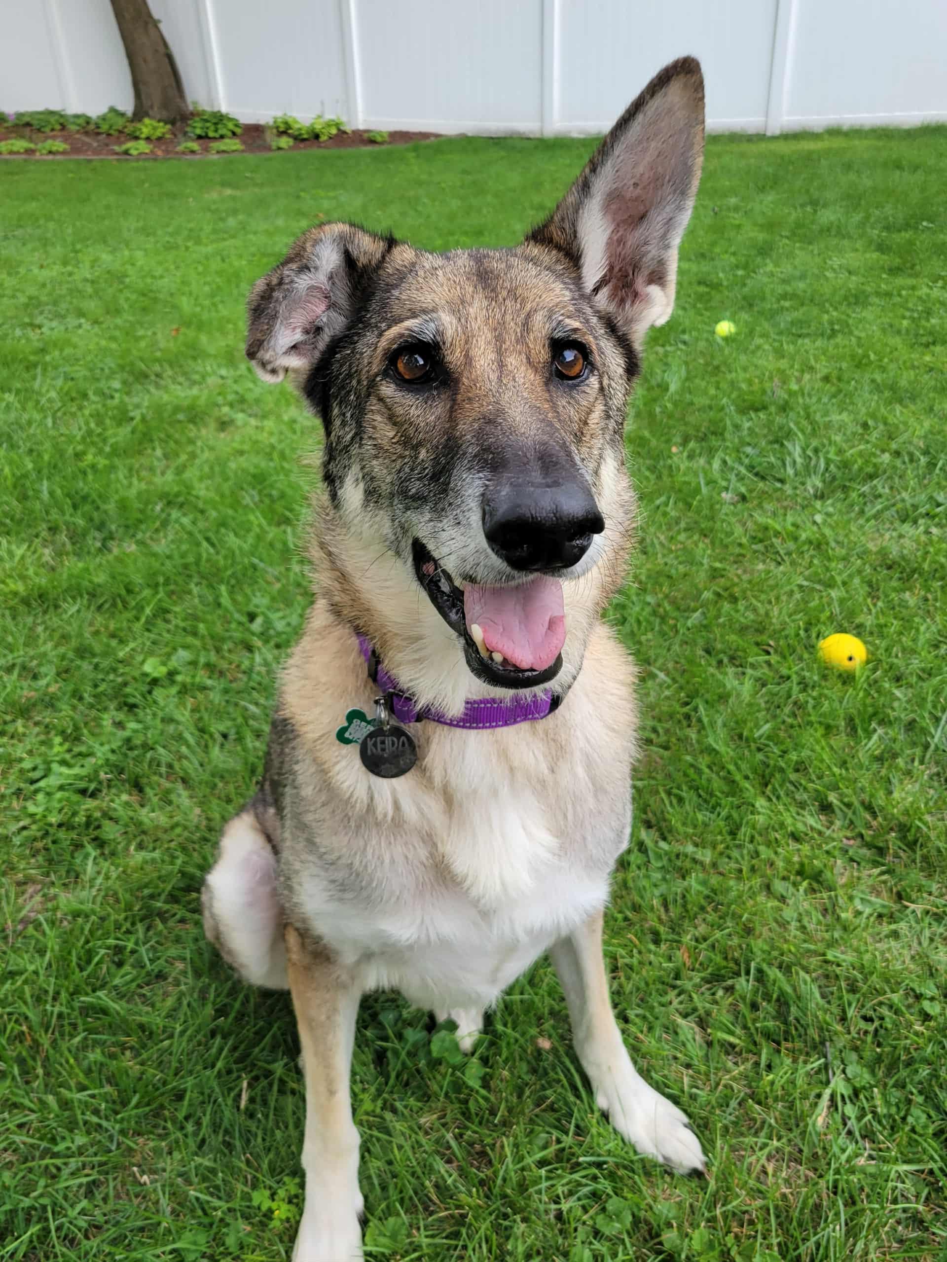 Kiera, Adoptable, Senior Female German Shepherd Dog.