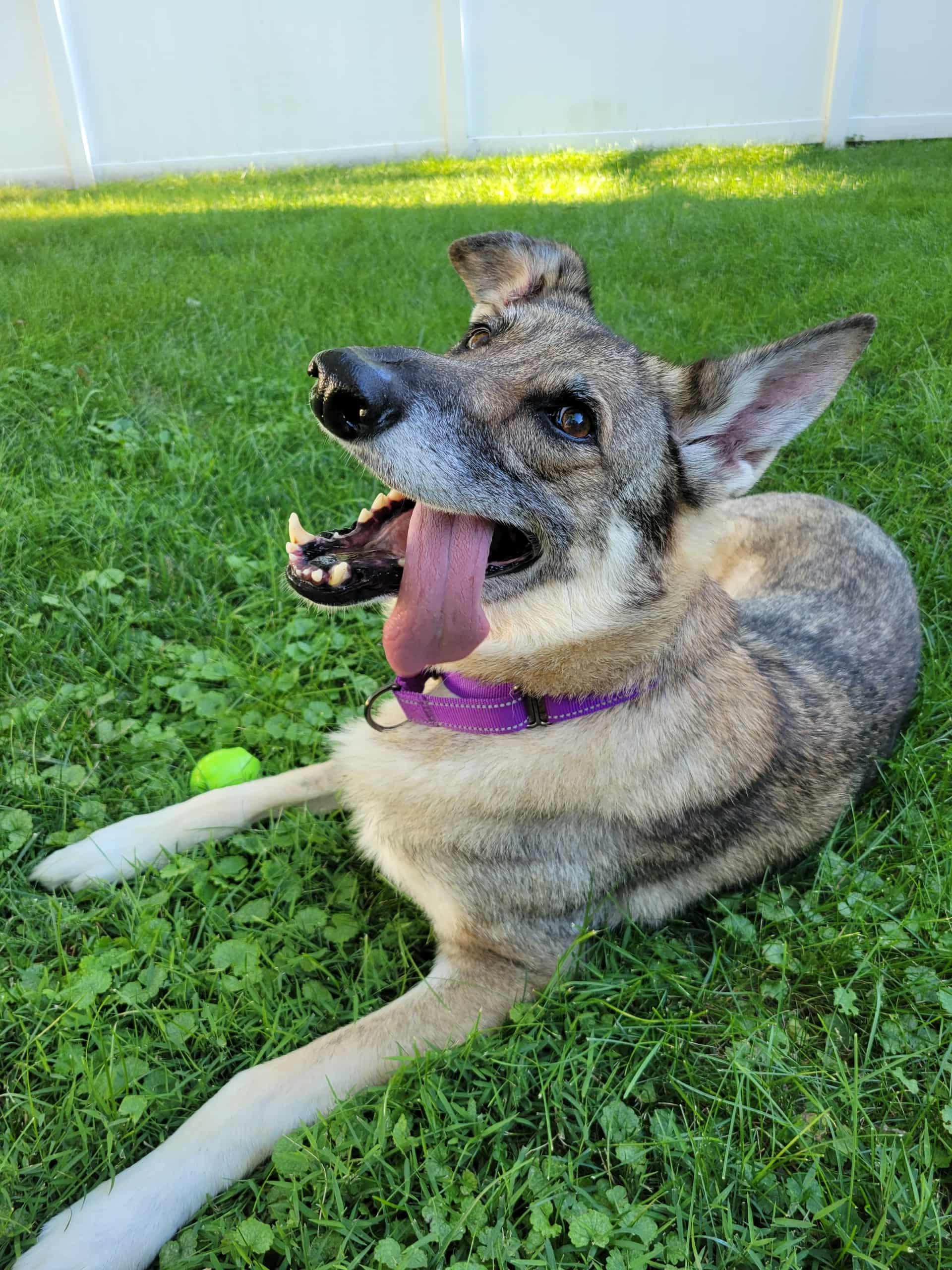 Enlarge Kiera, a Adoptable German Shepherd Dog in Chicago, IL image 2/5