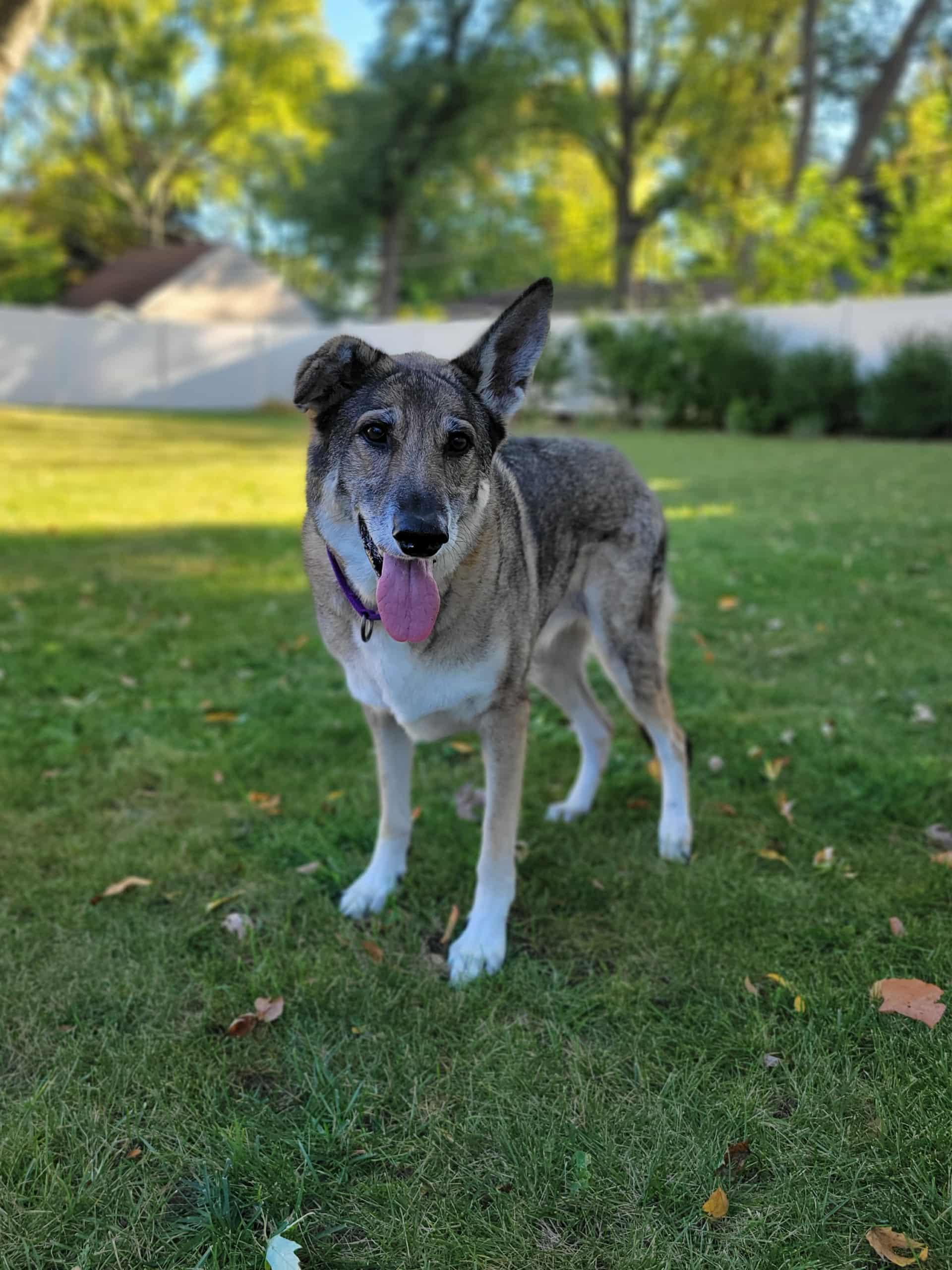 Enlarge Kiera, a Adoptable German Shepherd Dog in Chicago, IL image 3/5