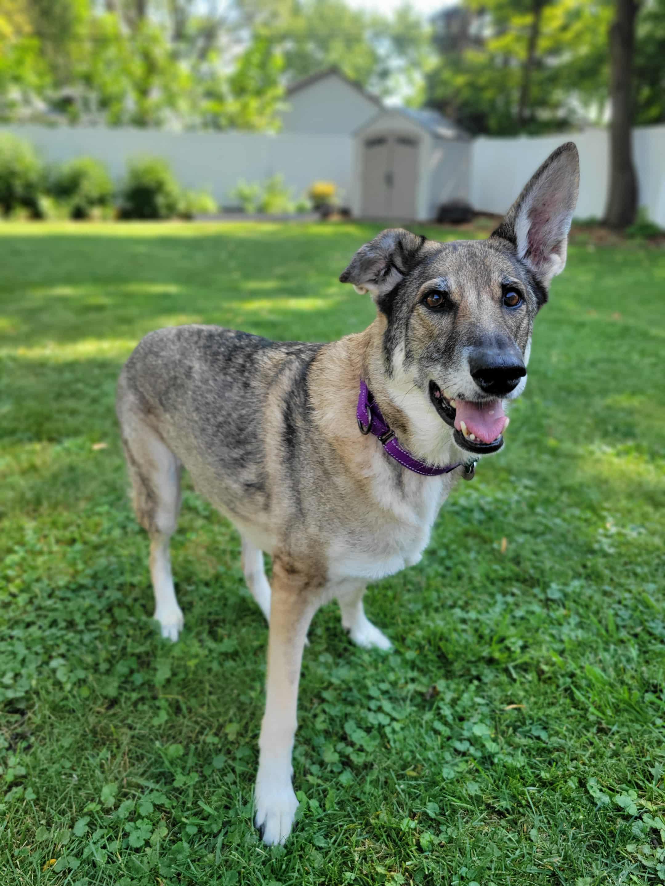 Enlarge Kiera, a Adoptable German Shepherd Dog in Chicago, IL image 4/5
