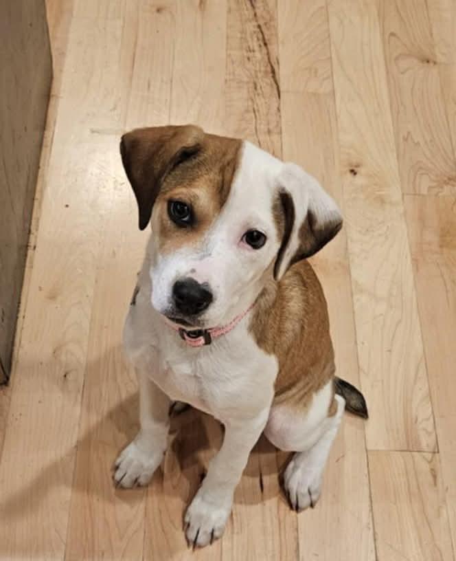 Enlarge Misty, a Adopted mixed breed in Granby, CT image 1/3