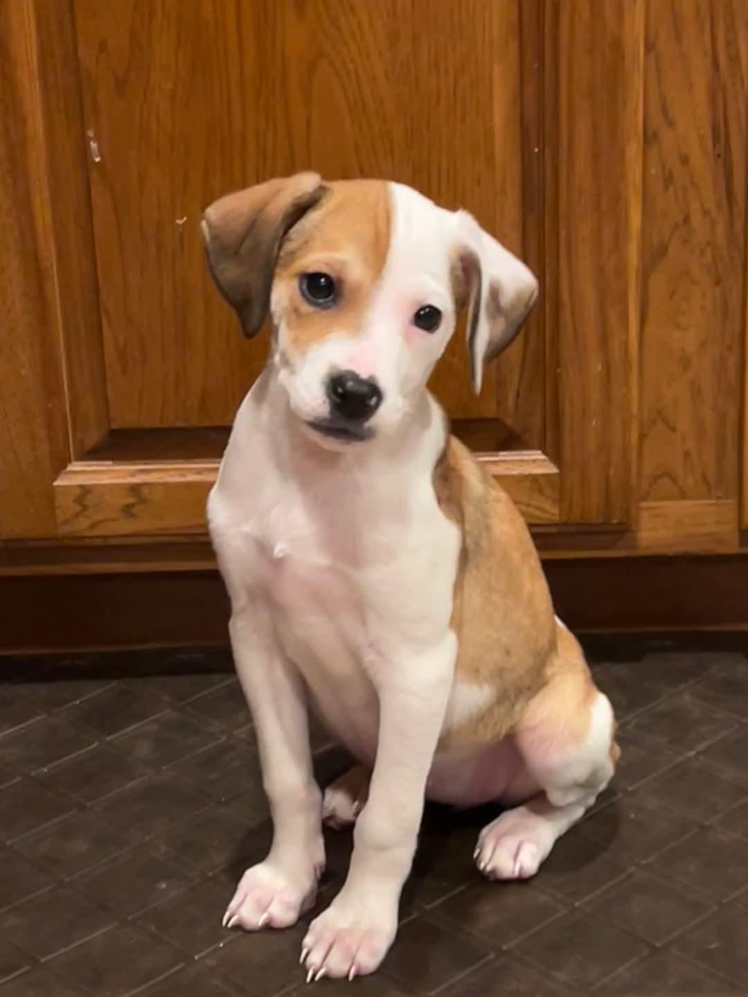 Misty, Adopted, Puppy Female Catahoula Leopard Dog.