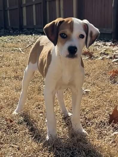 Enlarge Misty, a Adopted mixed breed in Granby, CT image 3/3