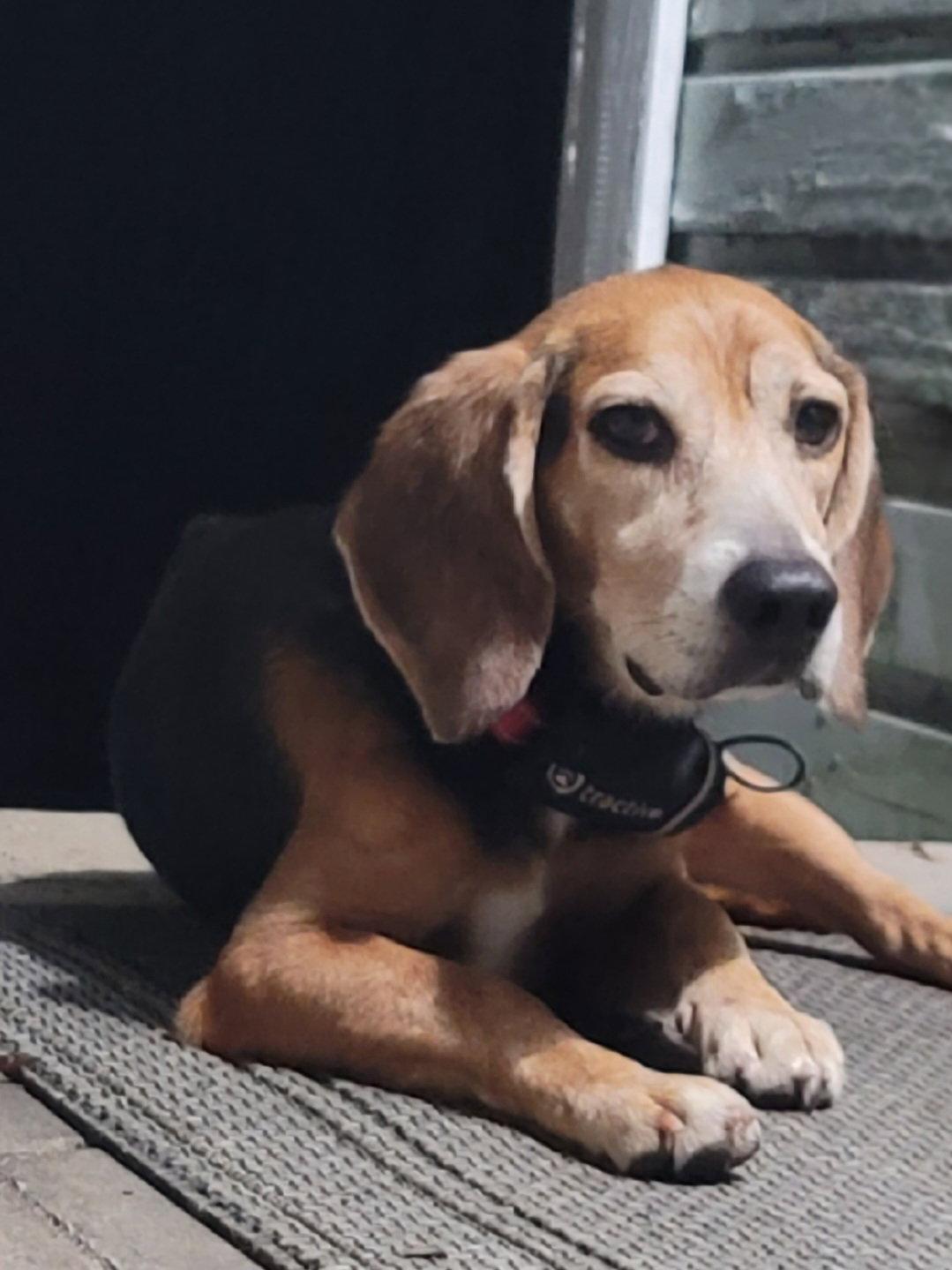Buddy Hall, Adopted, Adult Male Beagle.