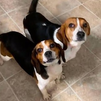 Max & Ruby, adopted, Adult Male Beagle.