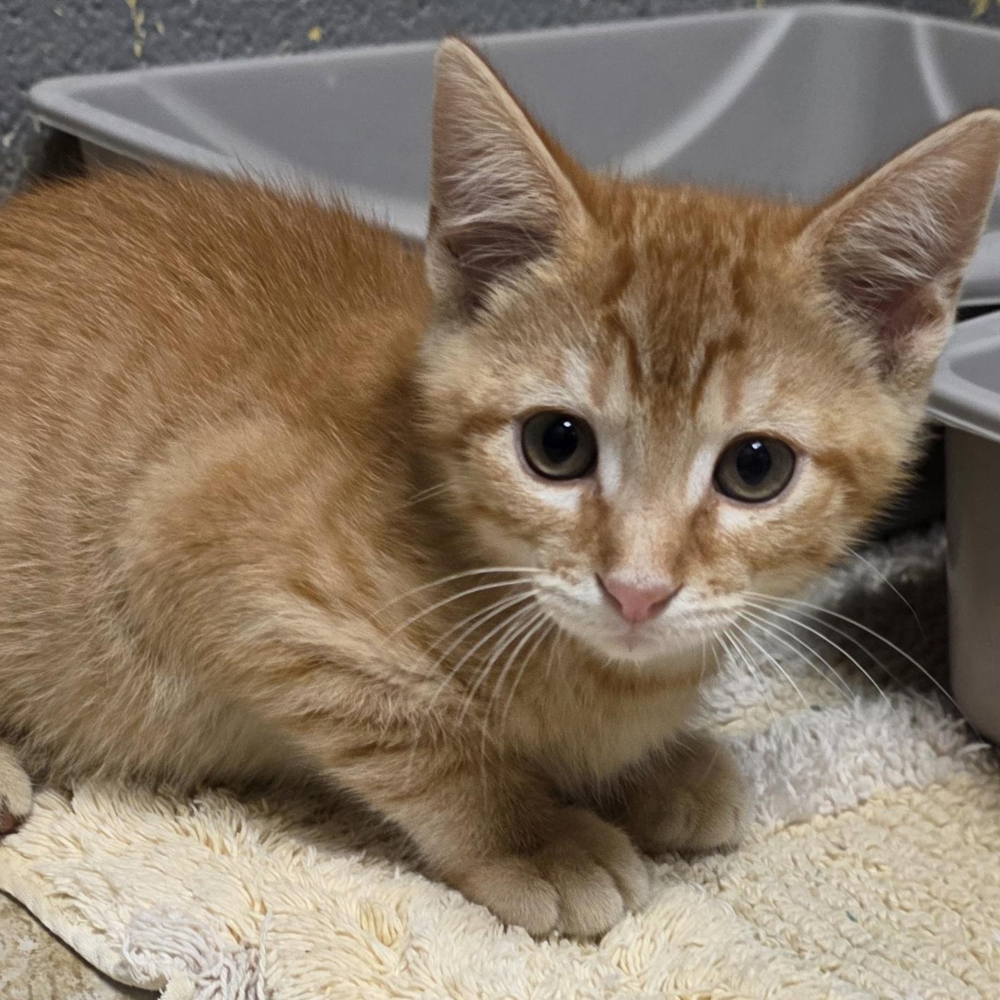 Enlarge Okie-Doke, an adopted Domestic Short Hair in Gainesville, TX image 1/1