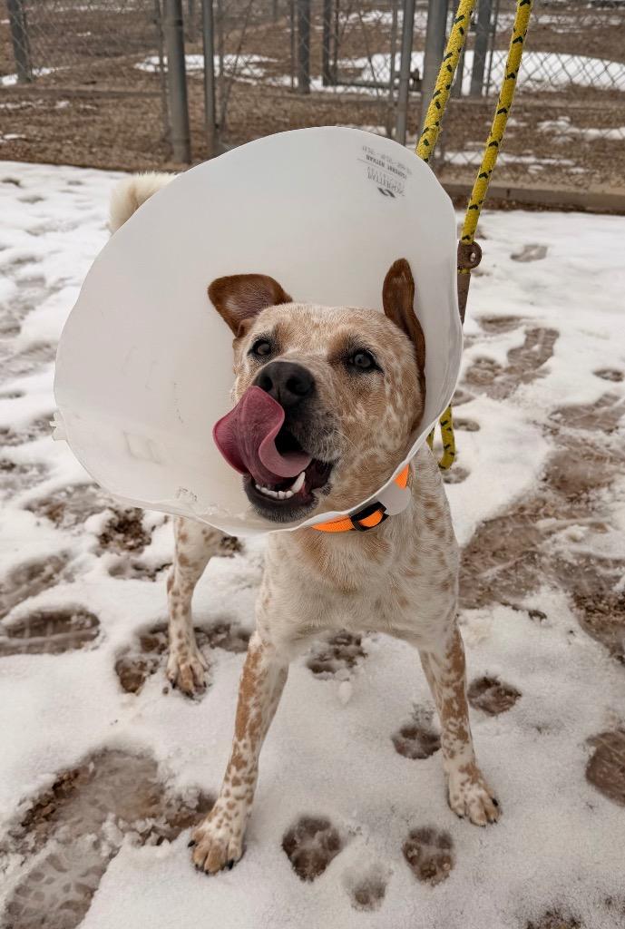 River, Adoptable, Young Male Australian Cattle Dog / Blue Heeler.