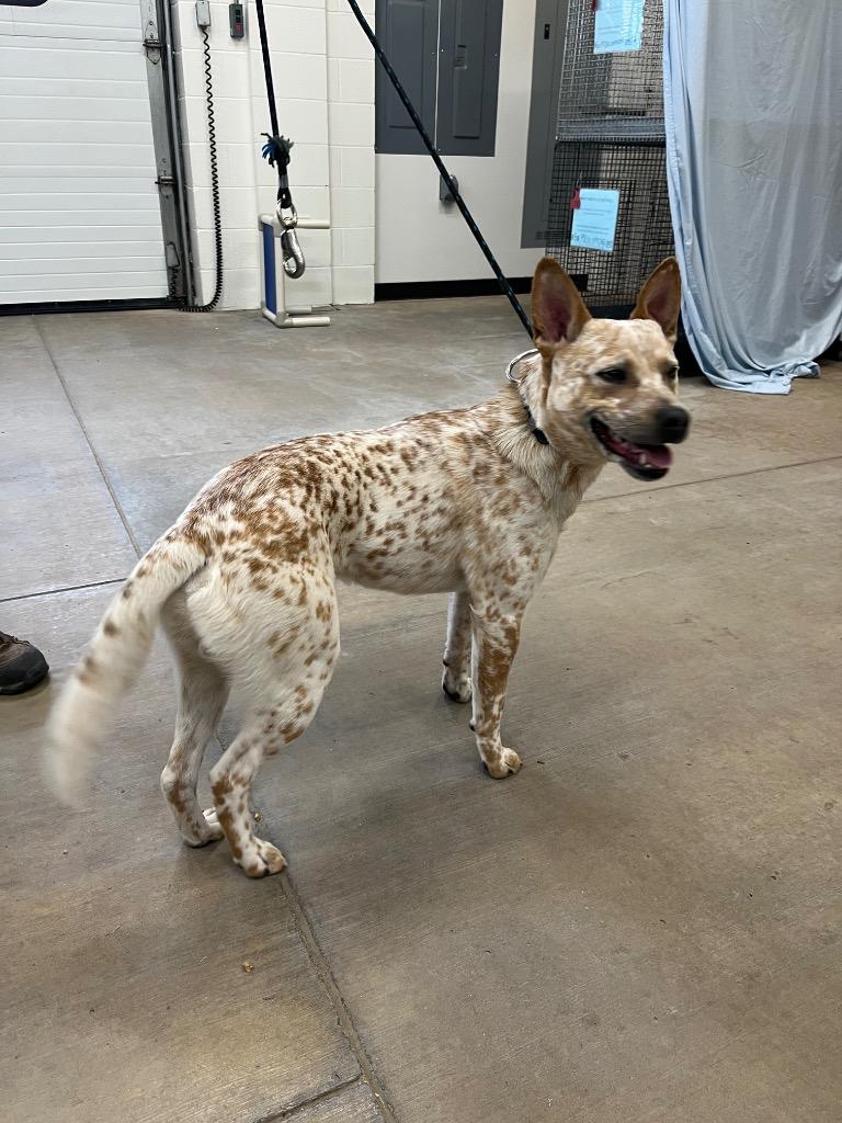 Enlarge River, a Adoptable Australian Cattle Dog / Blue Heeler in Gillette, WY image 1/1