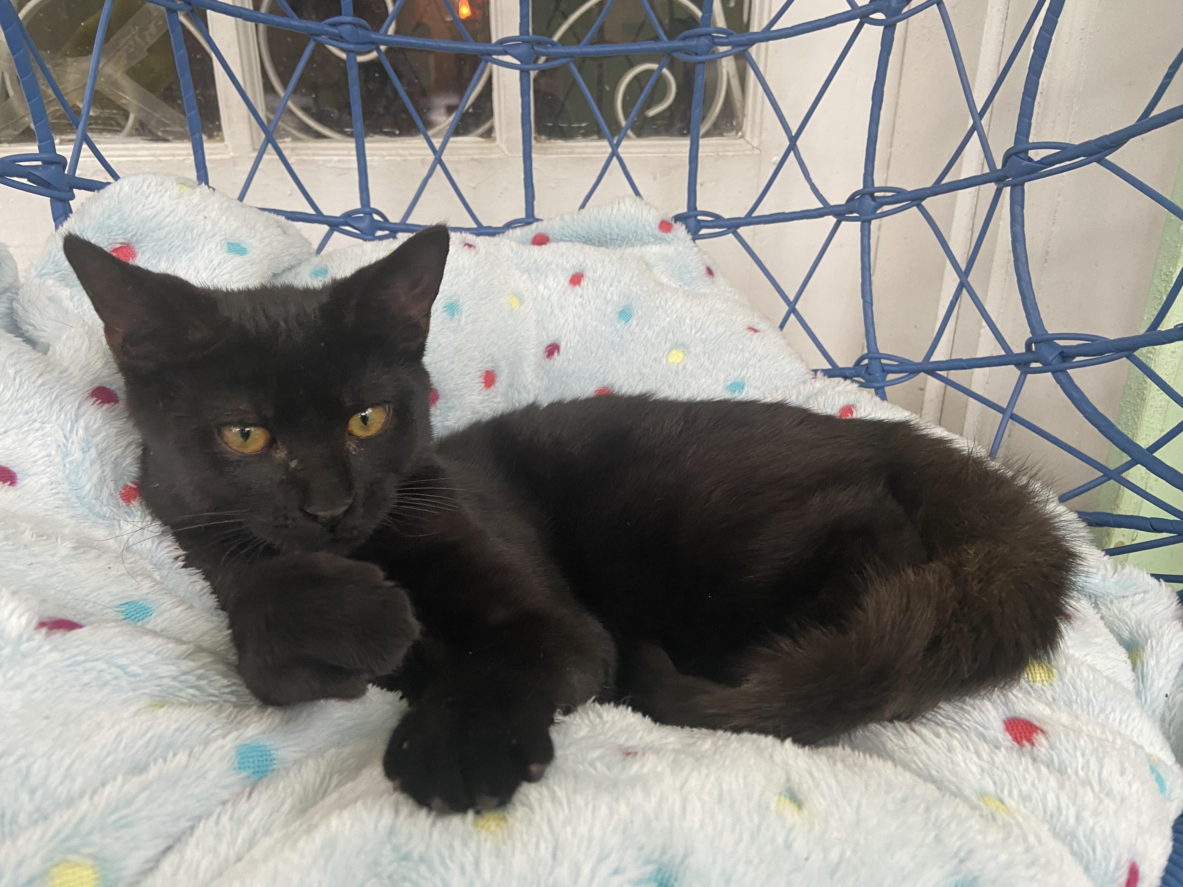 Enlarge Dottie, a Adoptable Domestic Short Hair in Ardsley, NY image 1/3