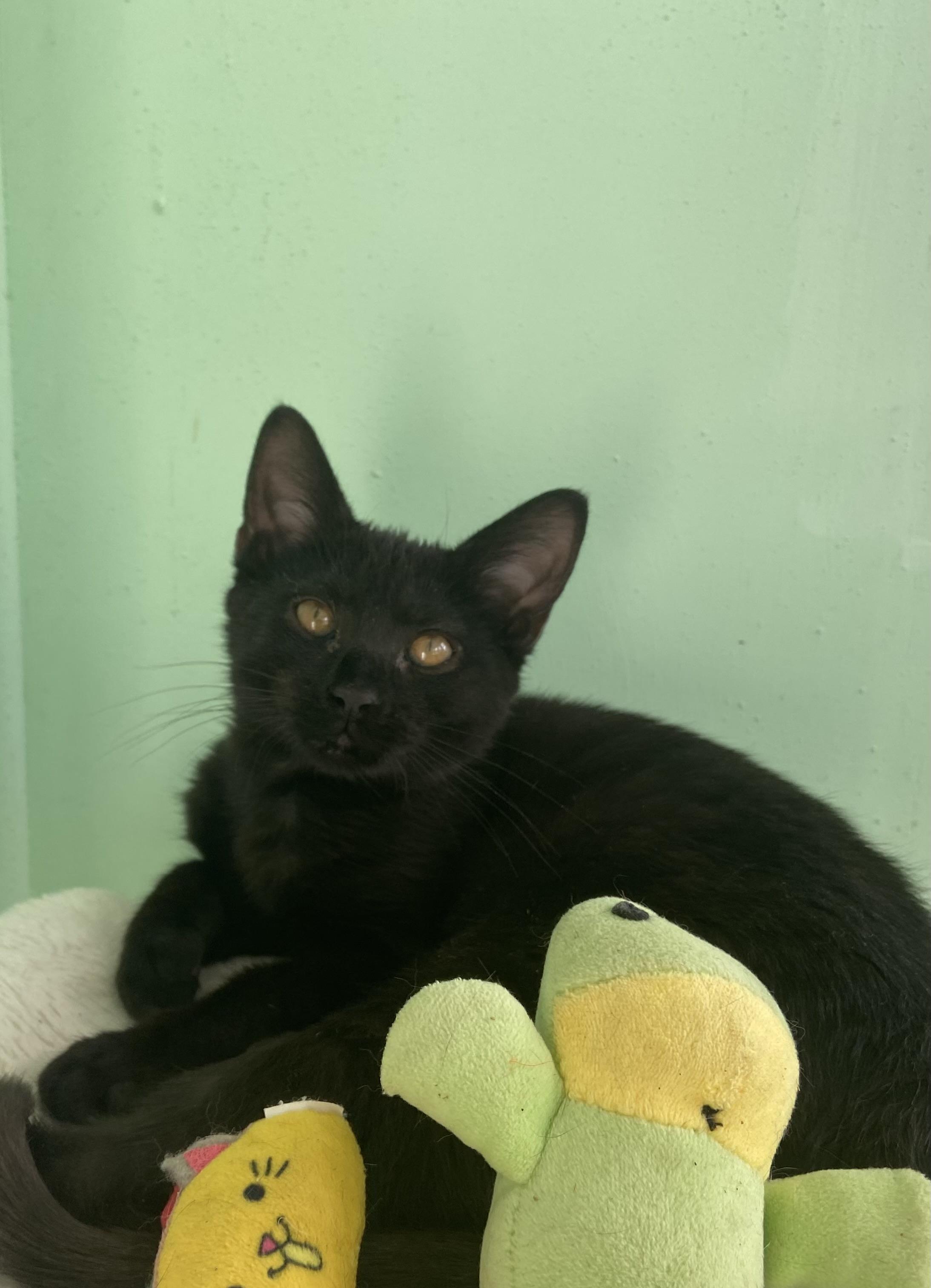 Dottie, Adoptable, Kitten Female Domestic Short Hair.