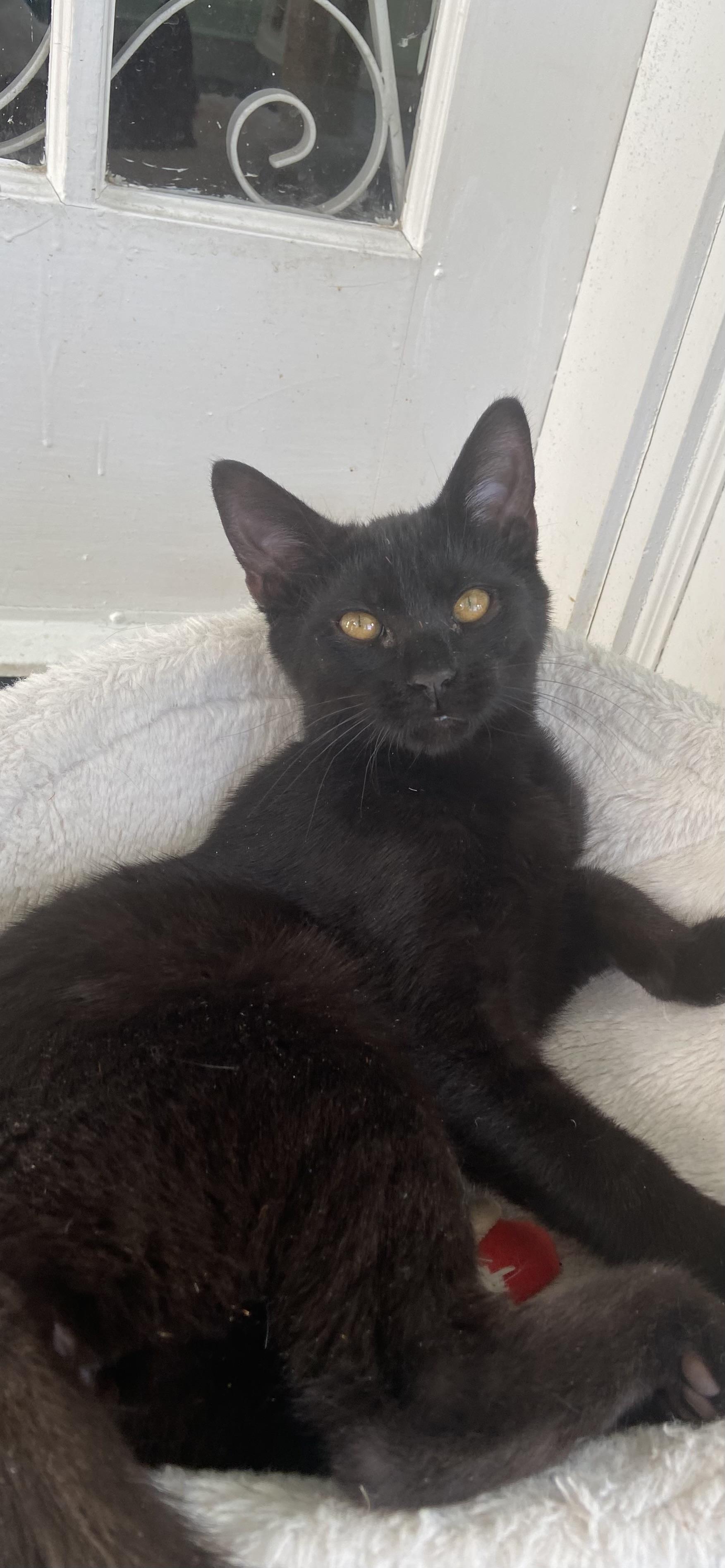 Enlarge Dottie, a Adoptable Domestic Short Hair in Ardsley, NY image 1/2