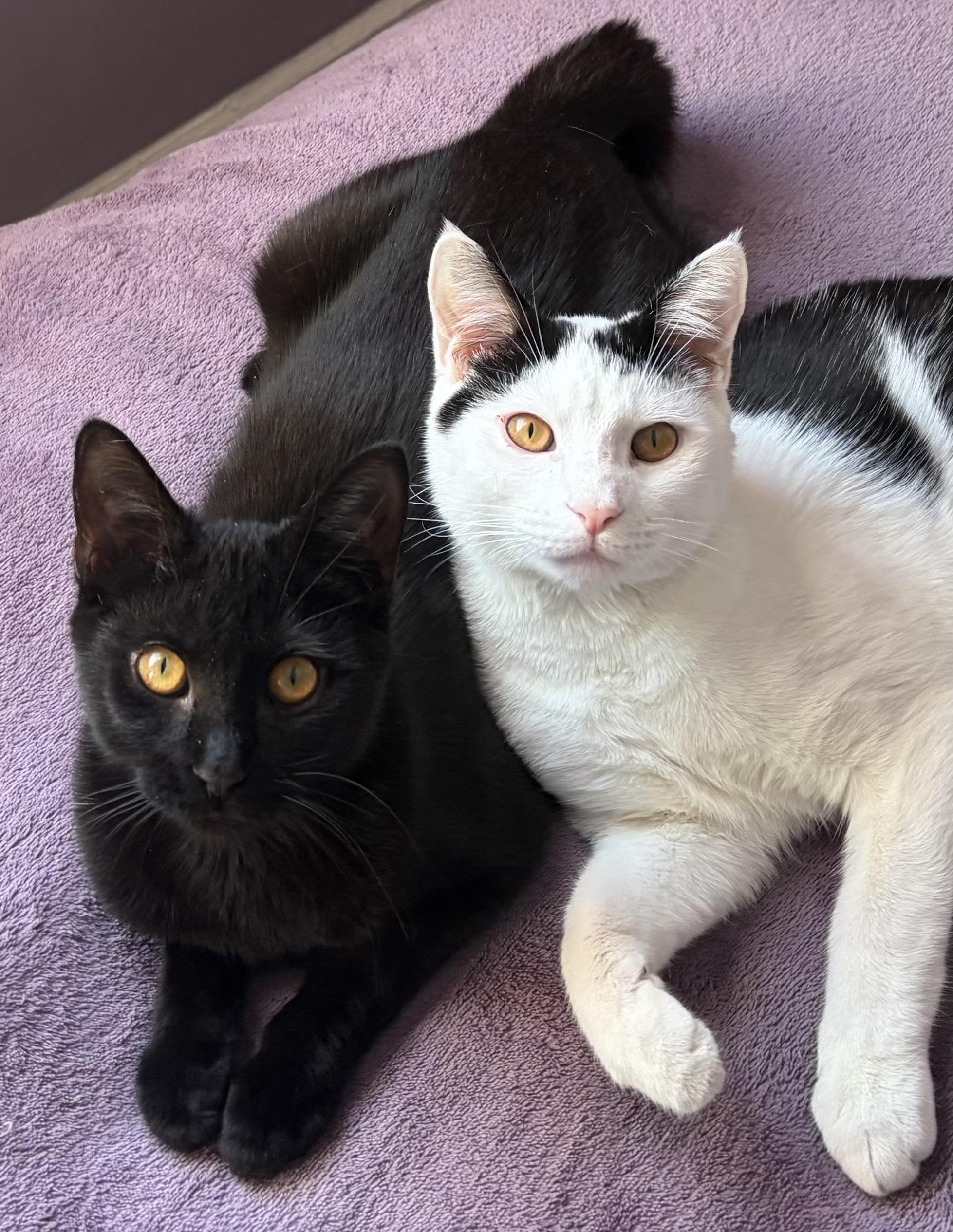 Enlarge Dottie, a Adoptable Domestic Short Hair in Ardsley, NY image 2/3