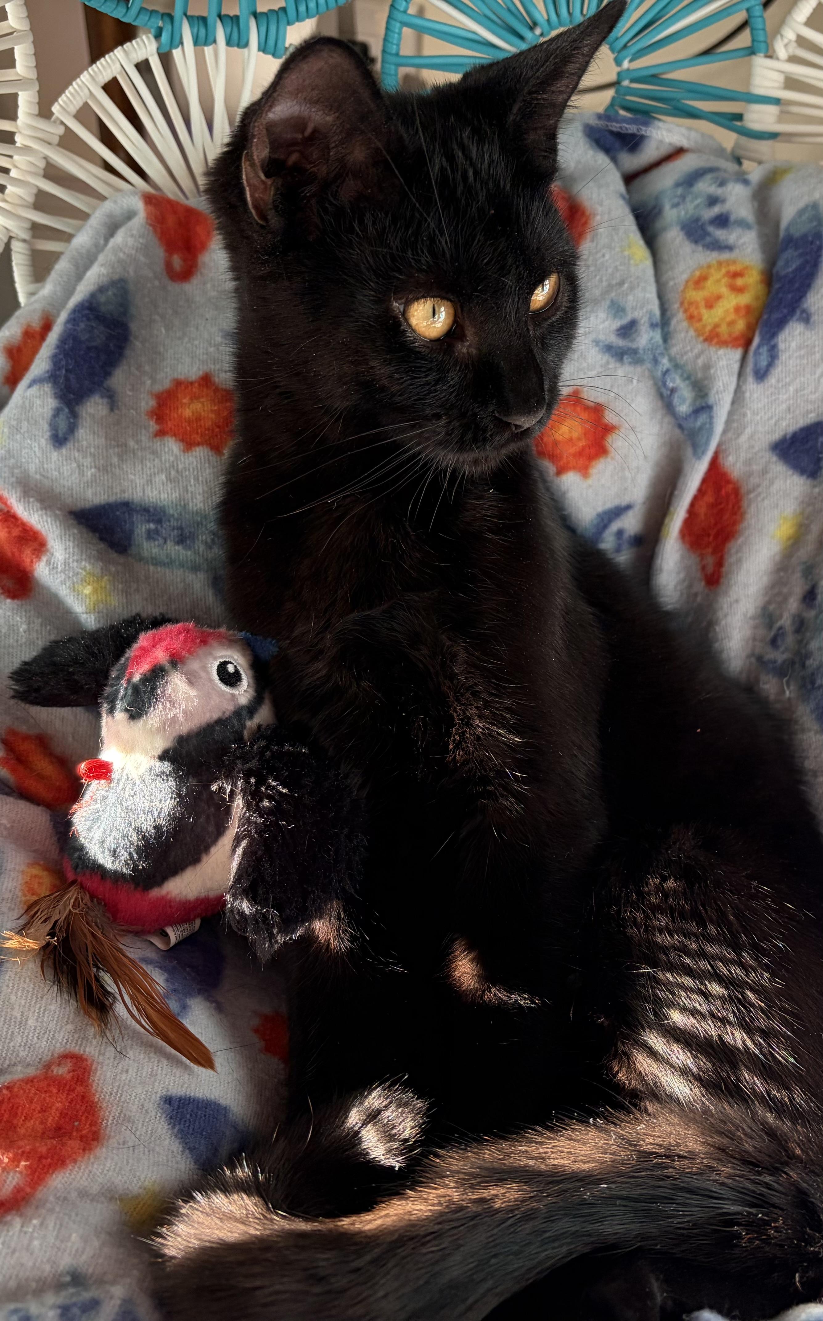 Enlarge Dottie, a Adoptable Domestic Short Hair in Ardsley, NY image 3/3