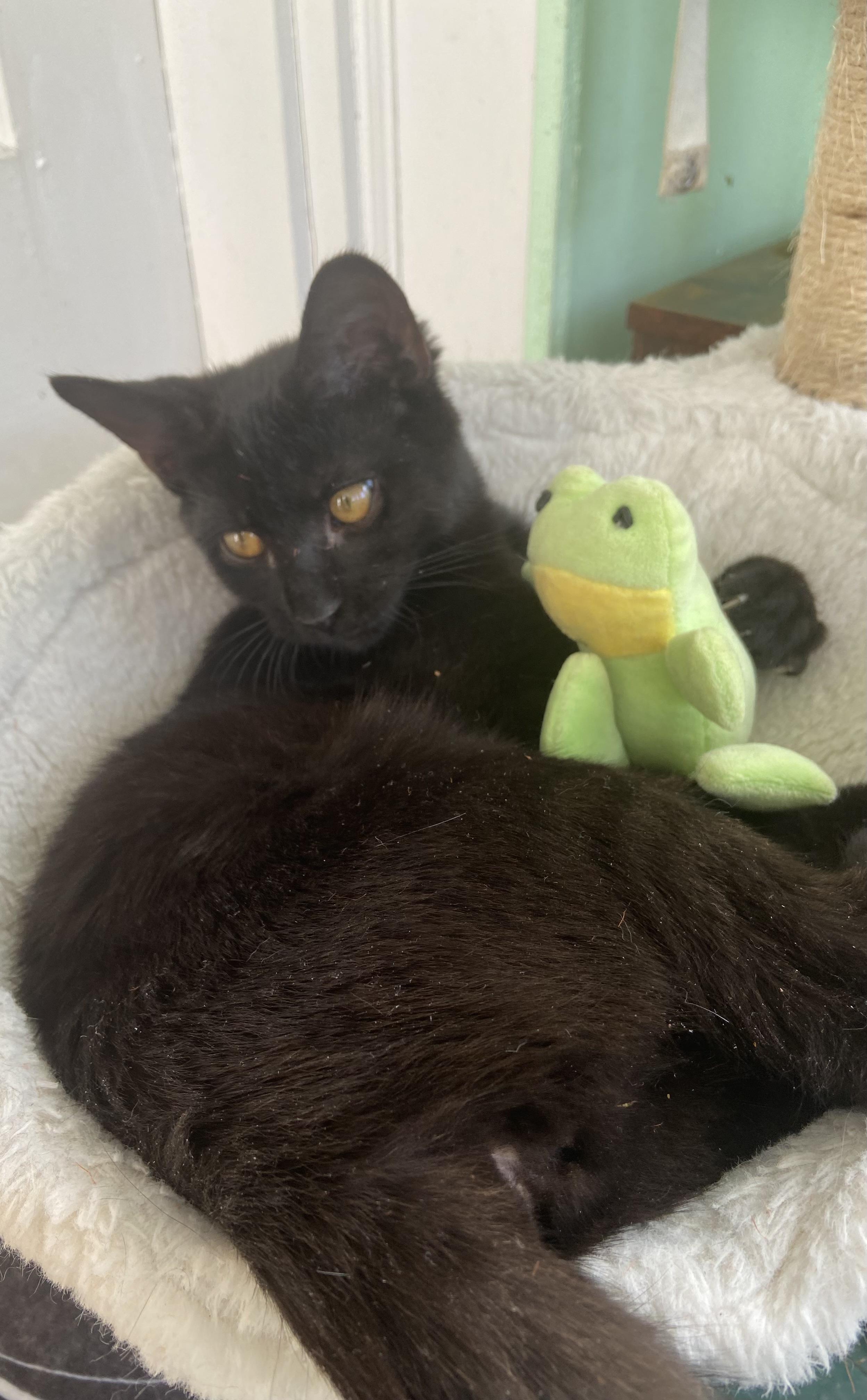 Enlarge Dottie, a Adoptable Domestic Short Hair in Ardsley, NY image 2/2