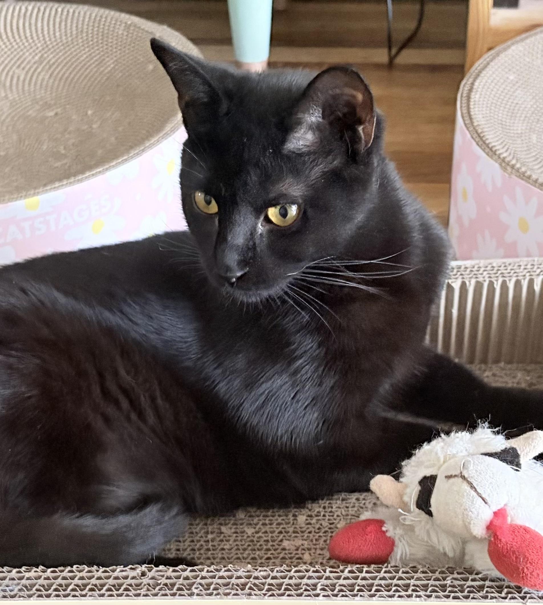 Dottie, a Adoptable Domestic Short Hair in Ardsley, NY image 2/3