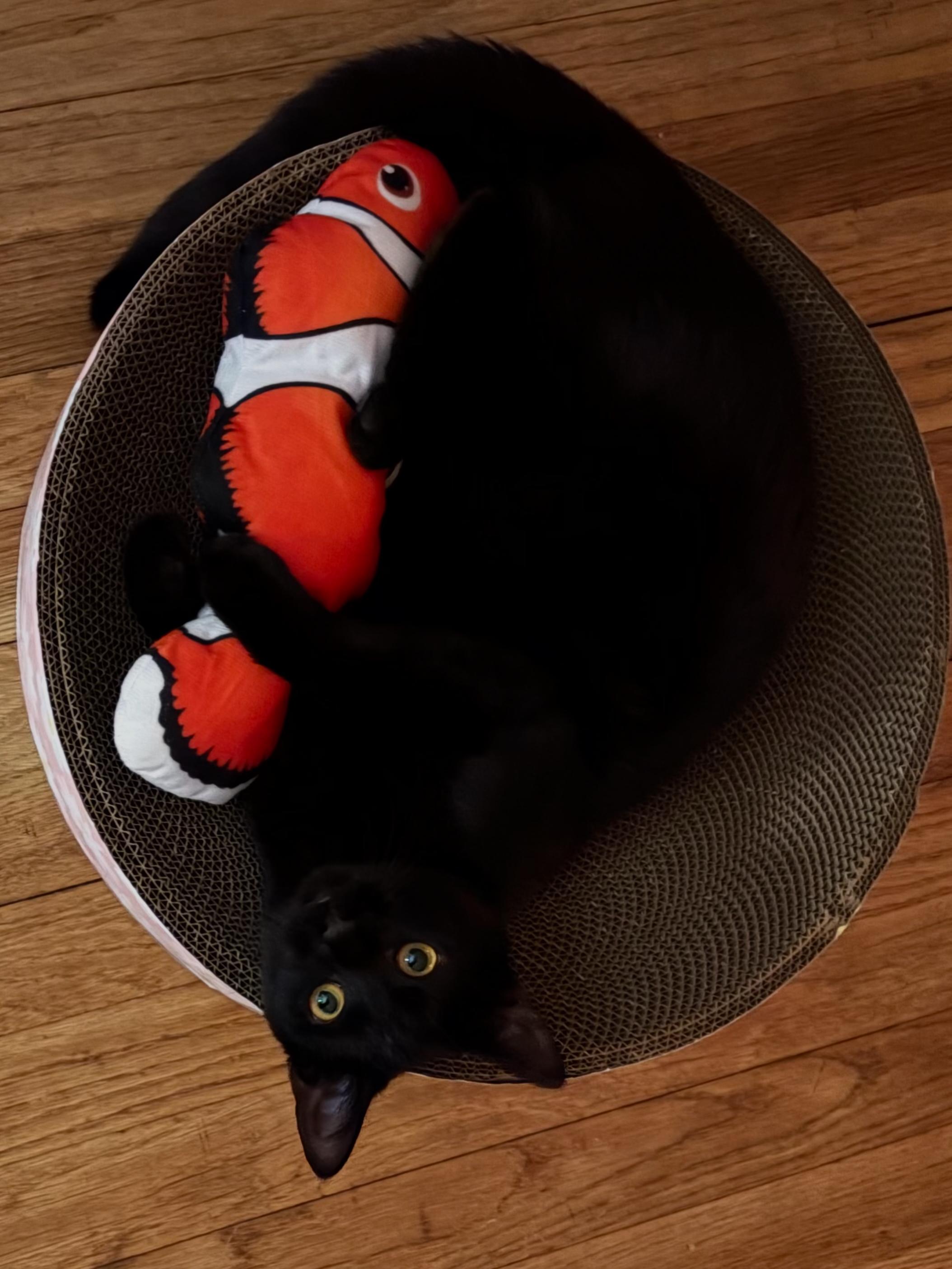 Dottie, a Adoptable Domestic Short Hair in Ardsley, NY image 3/3