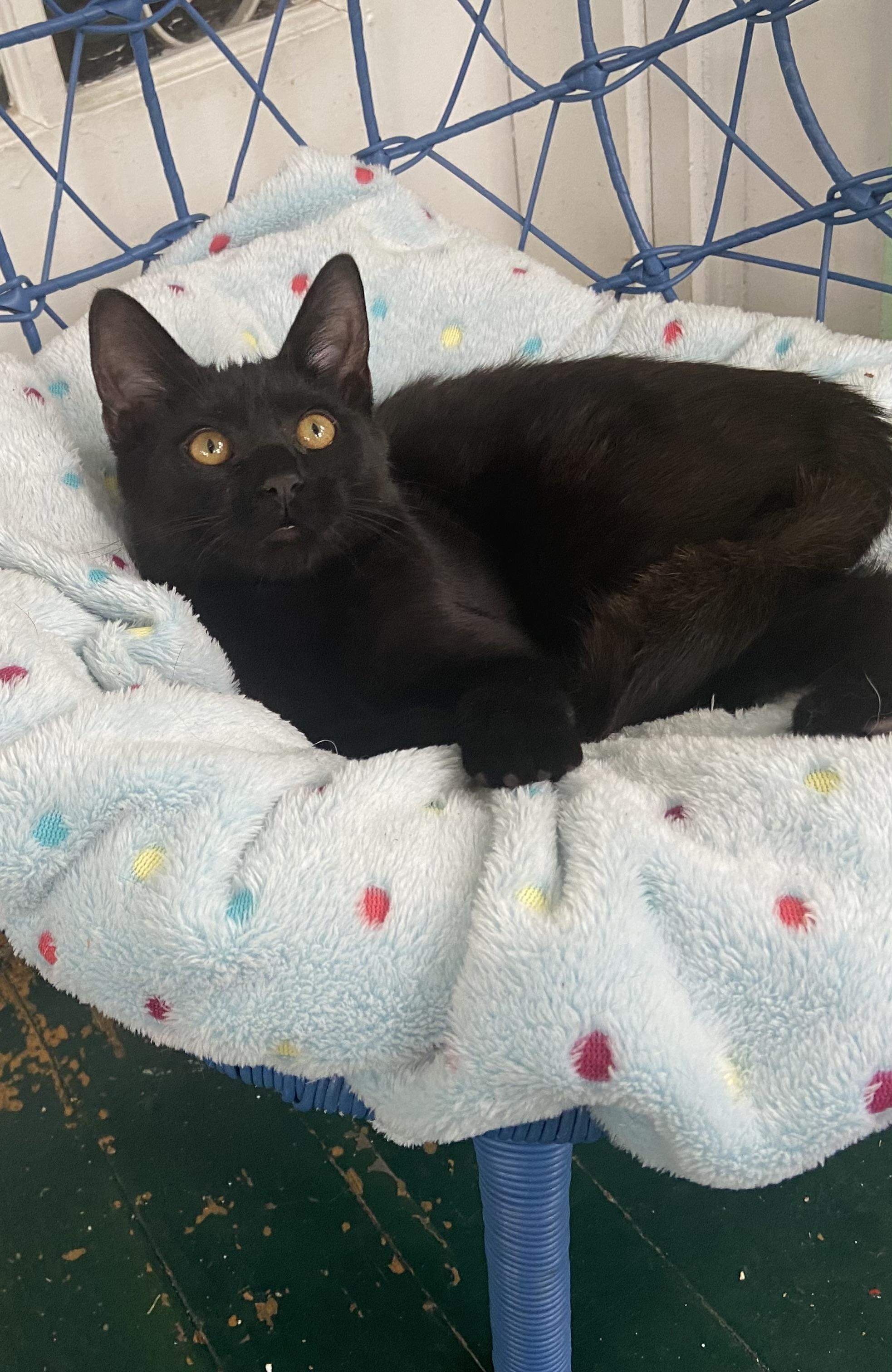 Dottie, Adoptable, Kitten Female Domestic Short Hair.