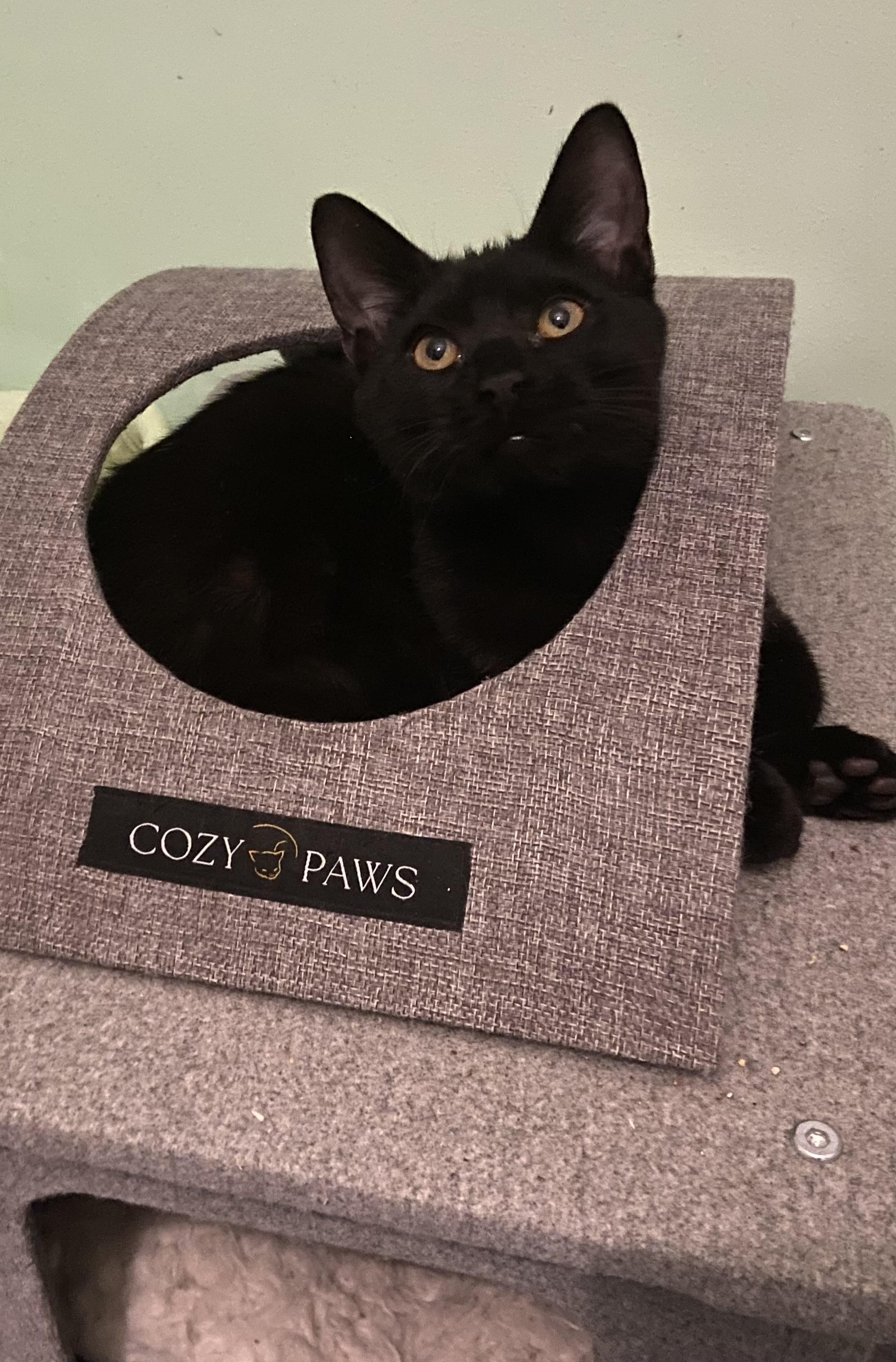 Dottie, Adoptable, Kitten Female Domestic Short Hair.